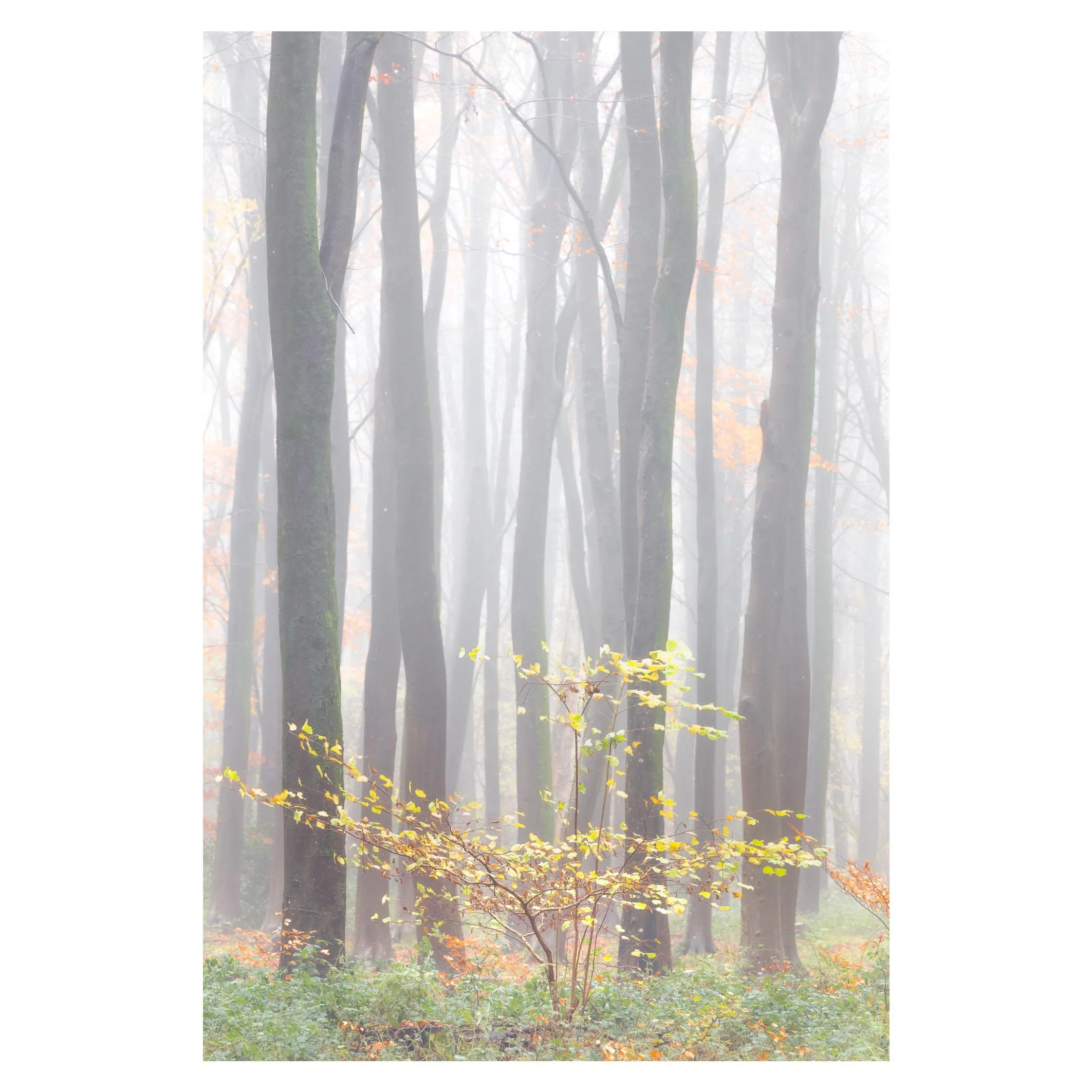 Autumn foliage and mist, near Micheldever