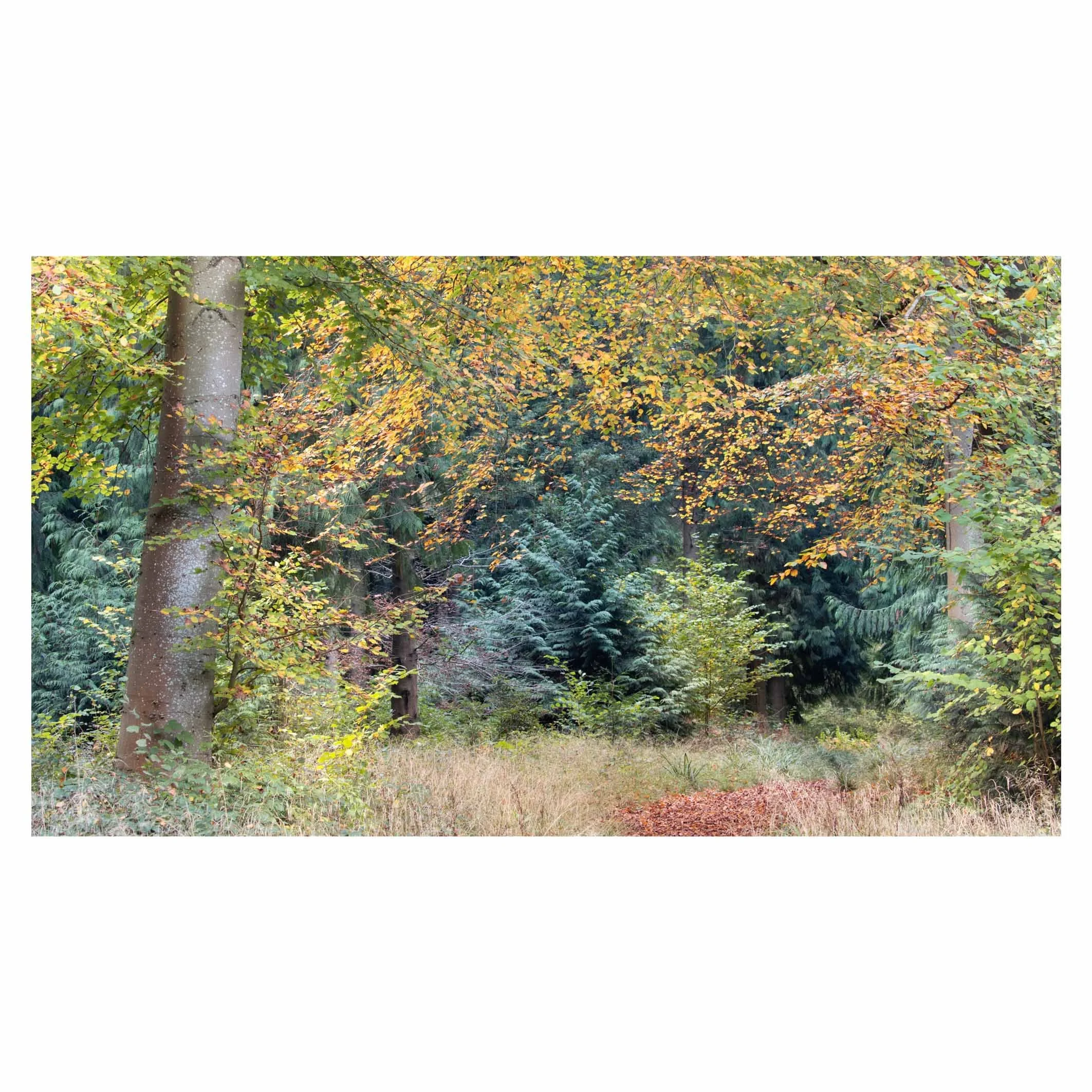 Autumn frame, Micheldever