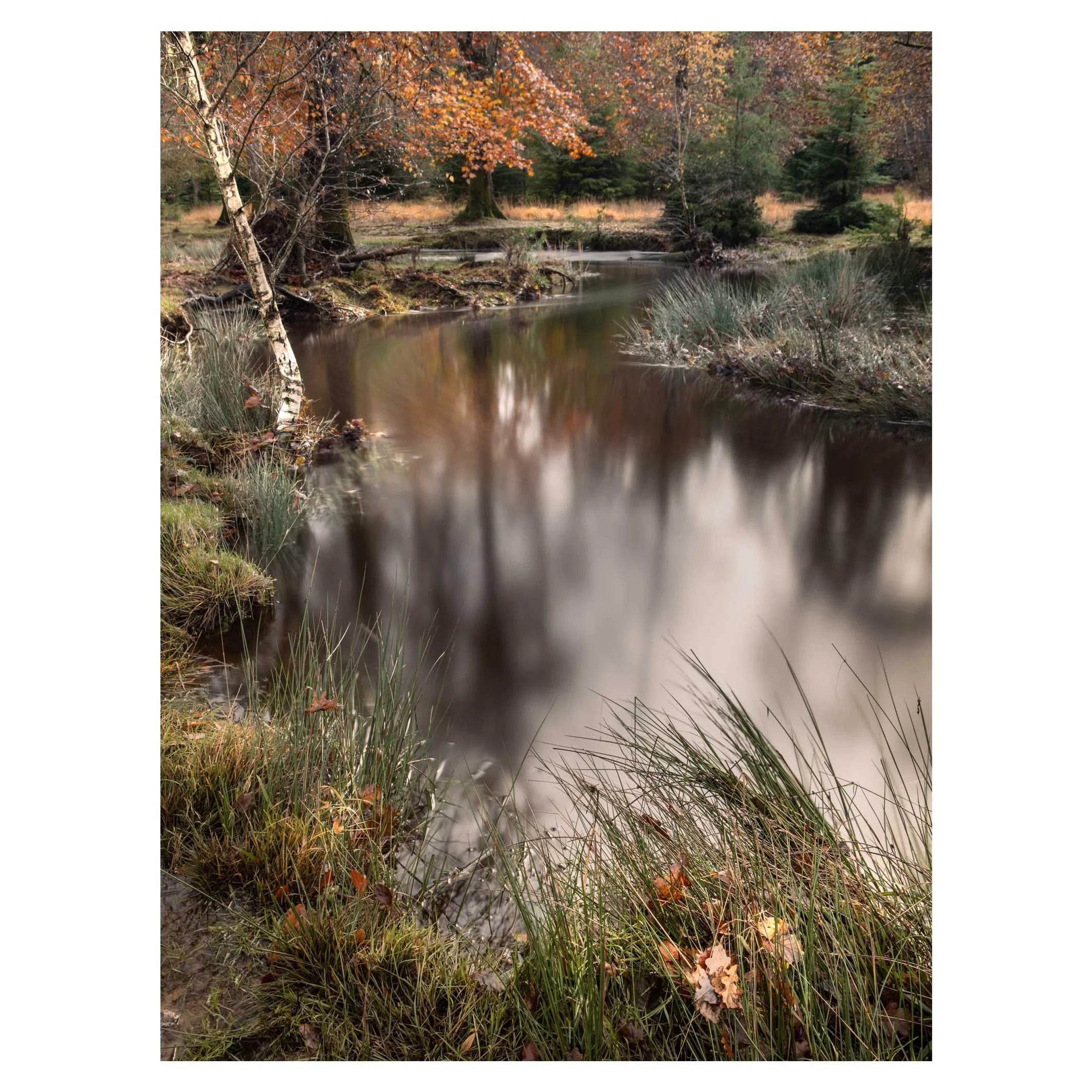 Blackwater, New Forest 1