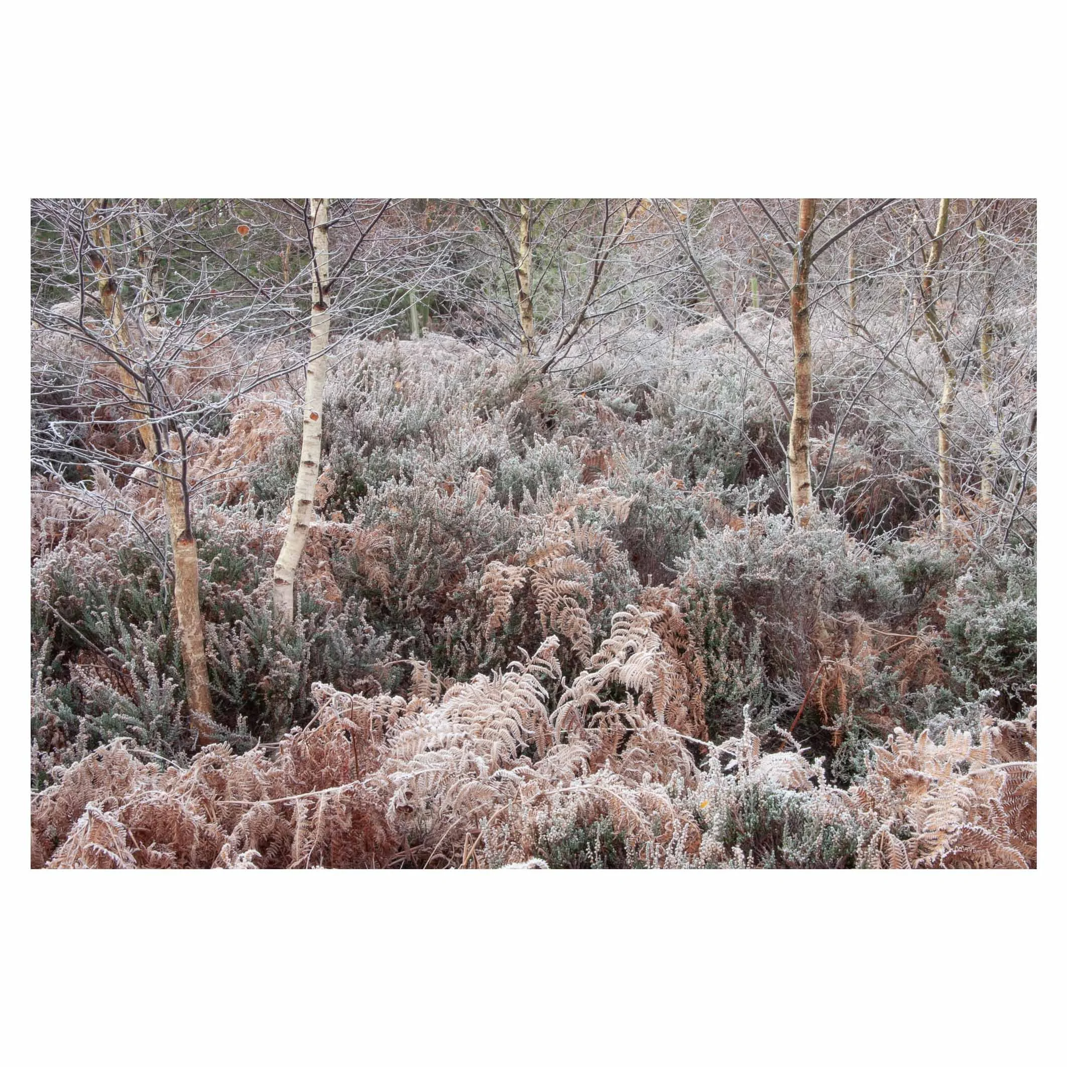 Hoar frost and birches, New Forest
