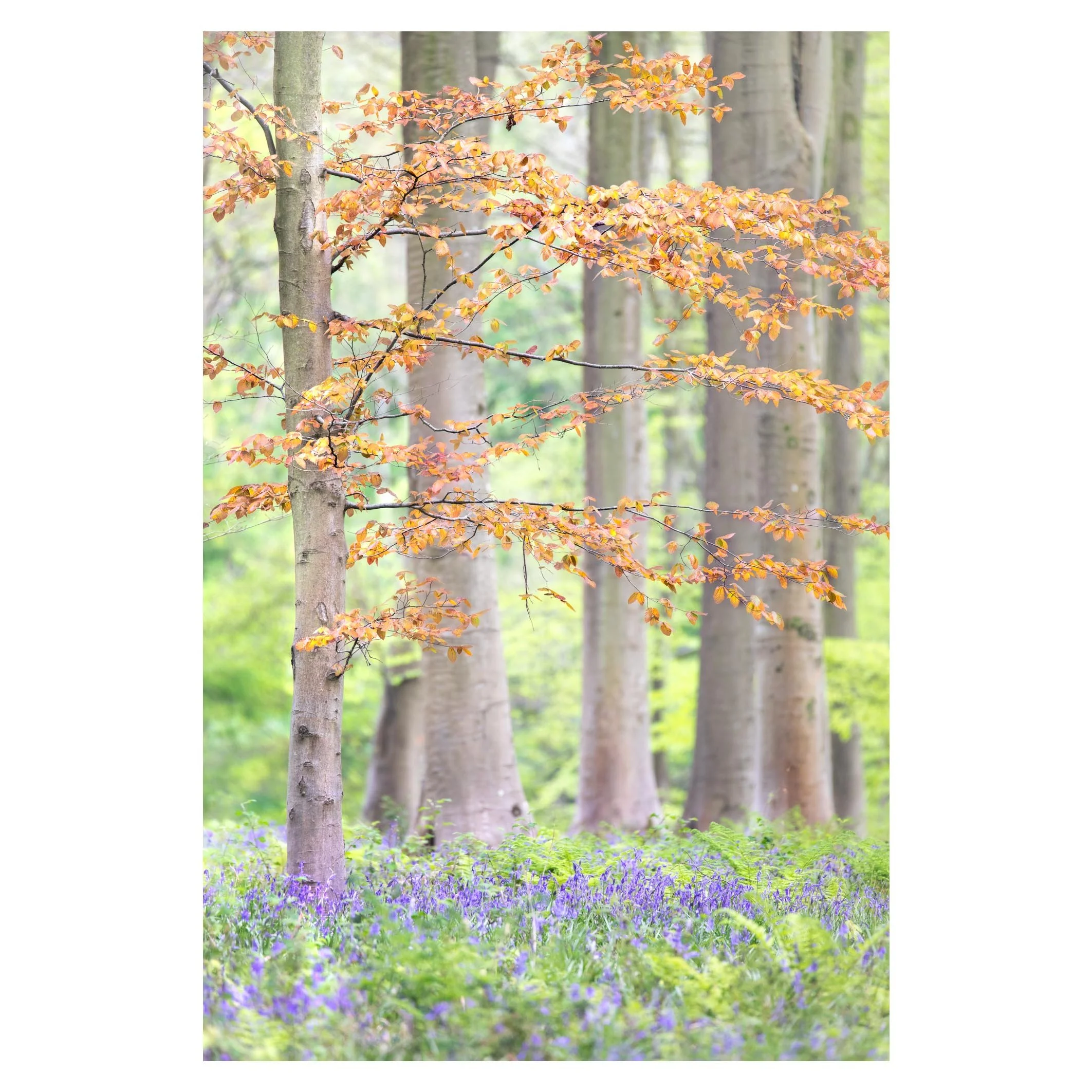 New leaves, Hampshire