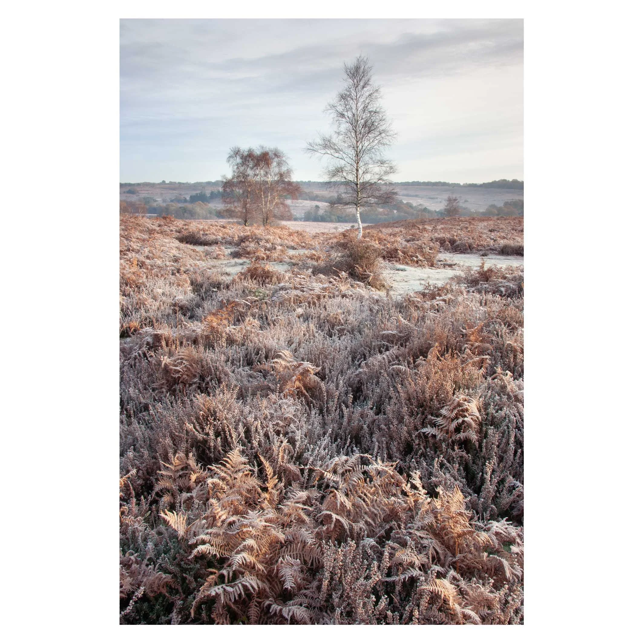 Frozen dawn, New Forest, Hampshire