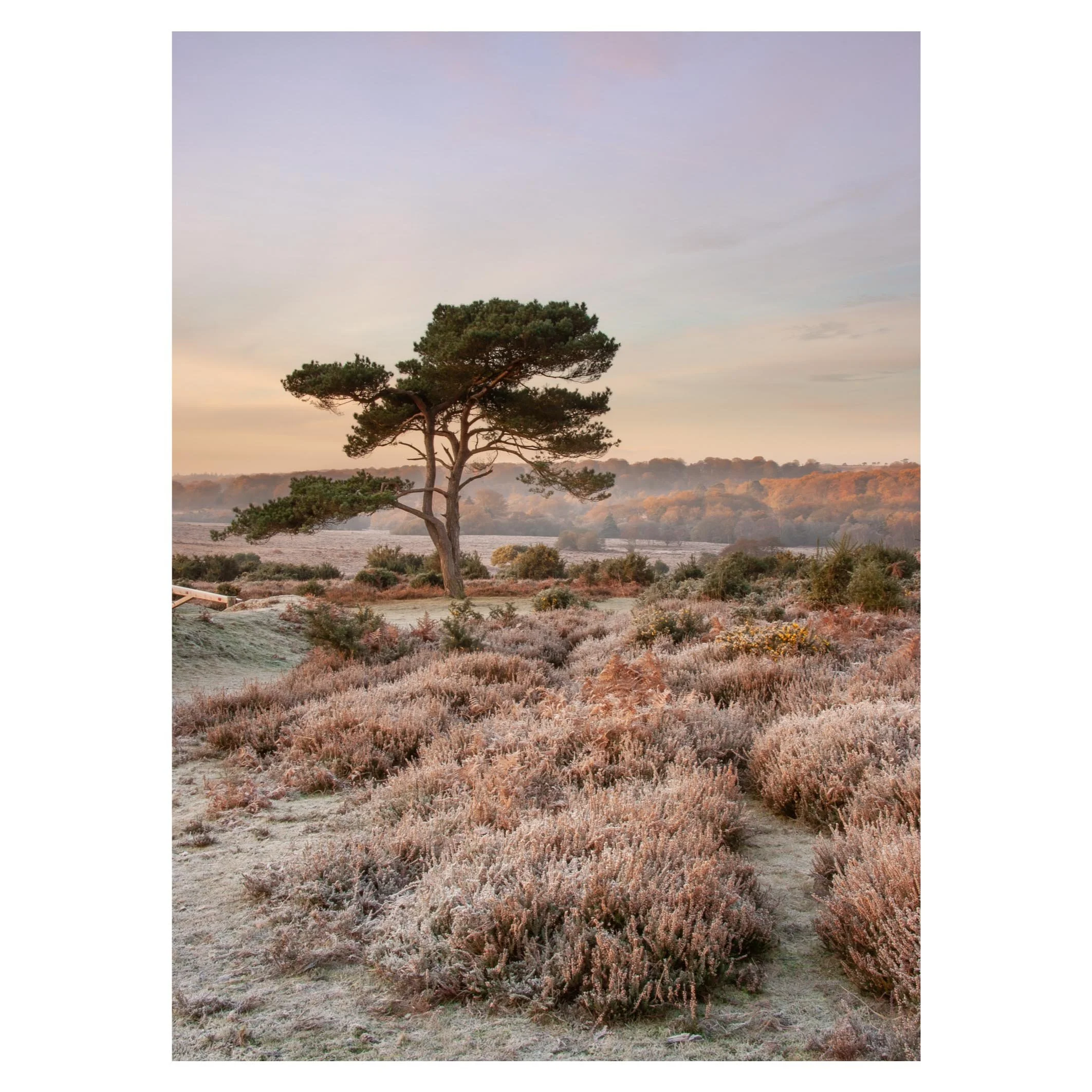 Bratley View, New Forest, Hampshire