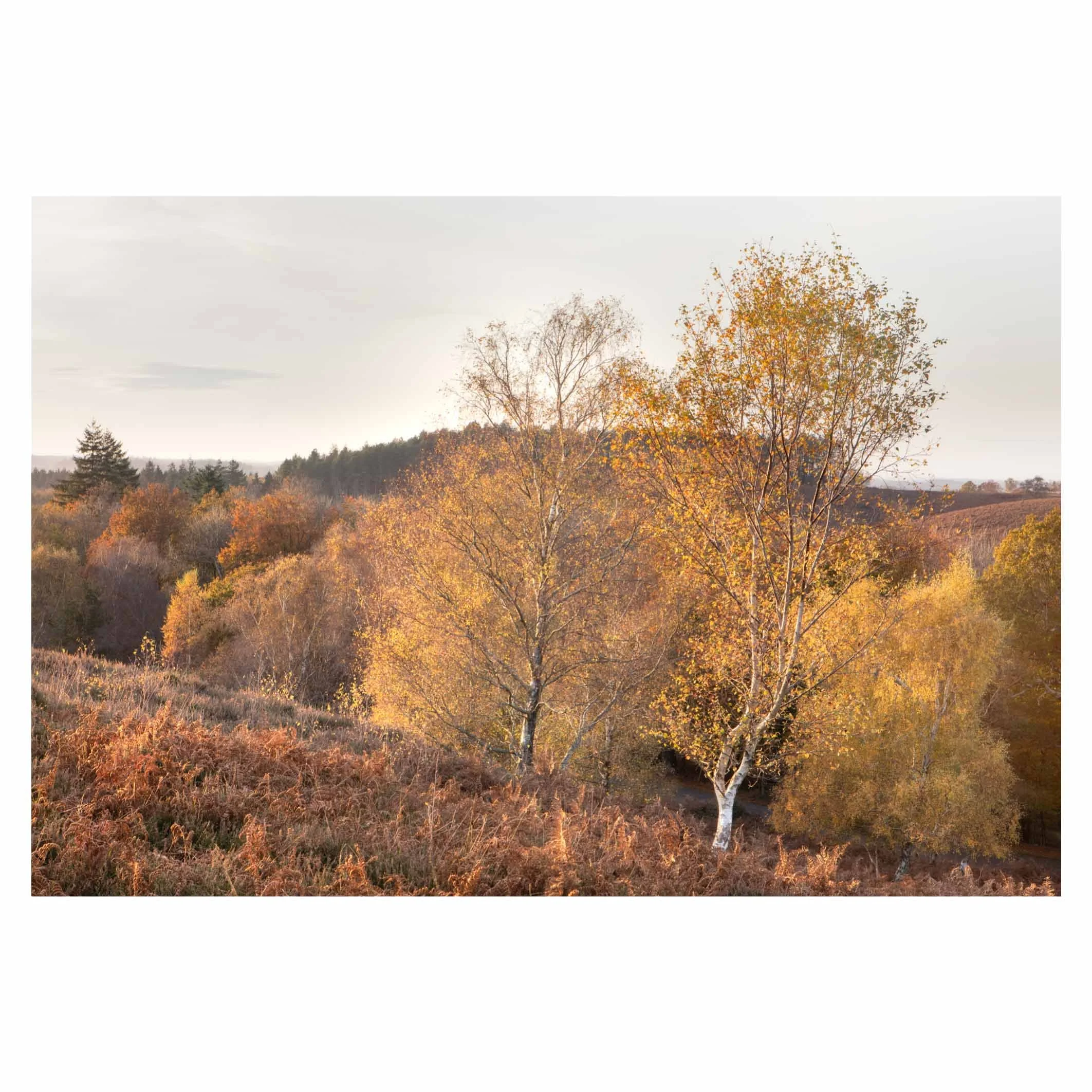 Rockford Common, New Forest, Hampshire