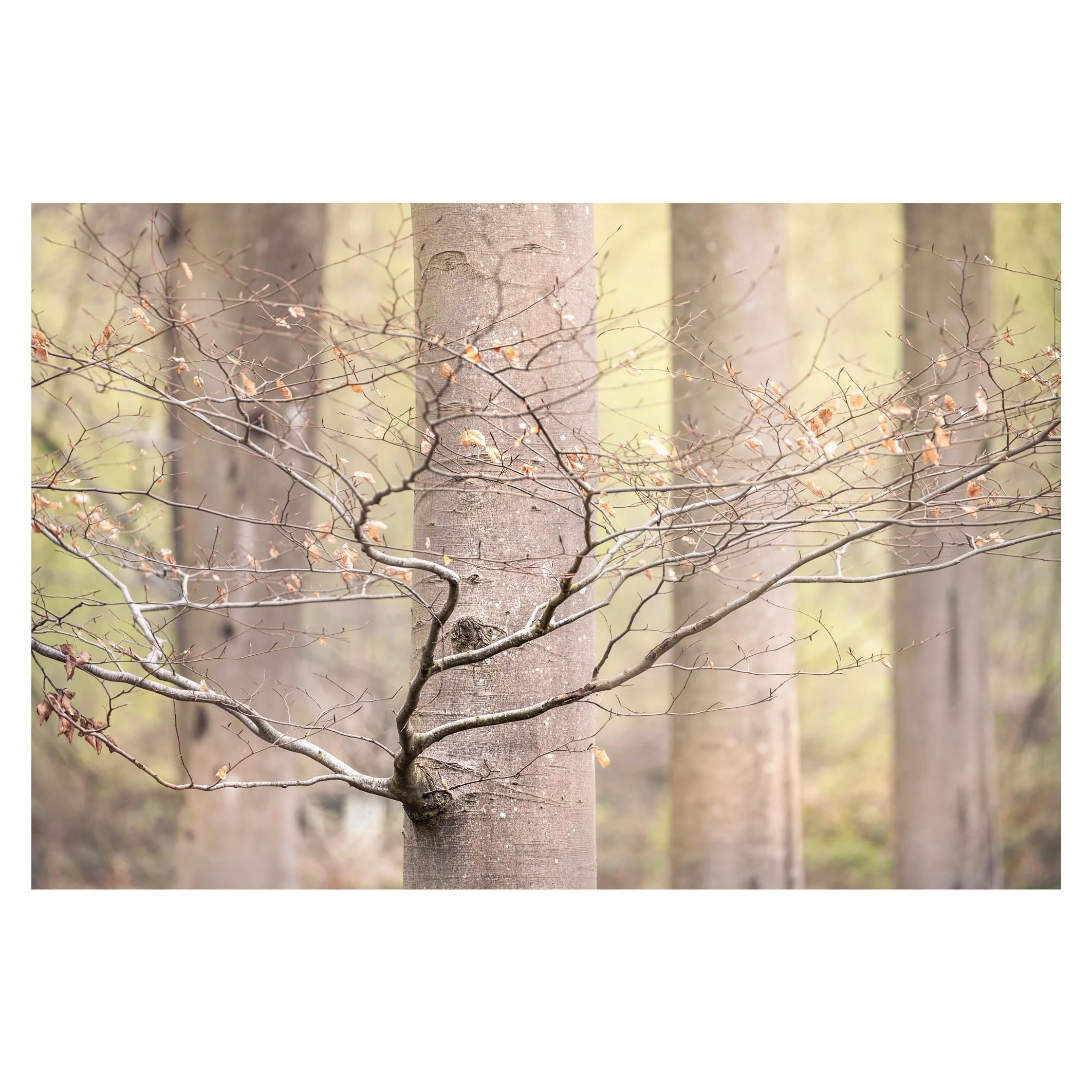 Beech detail, Micheldever Woods, Hampshire