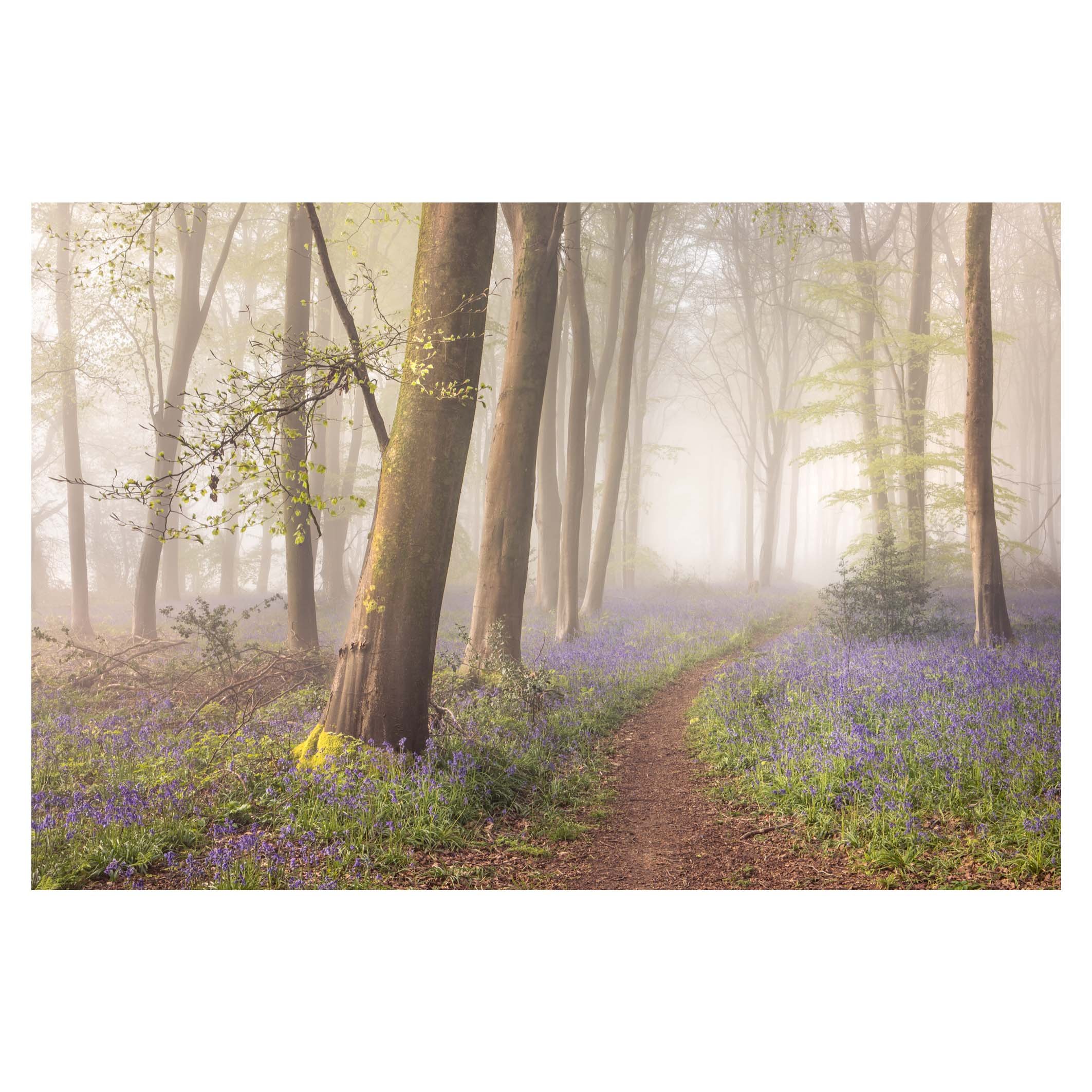 Morning light and bluebells, Hampshire