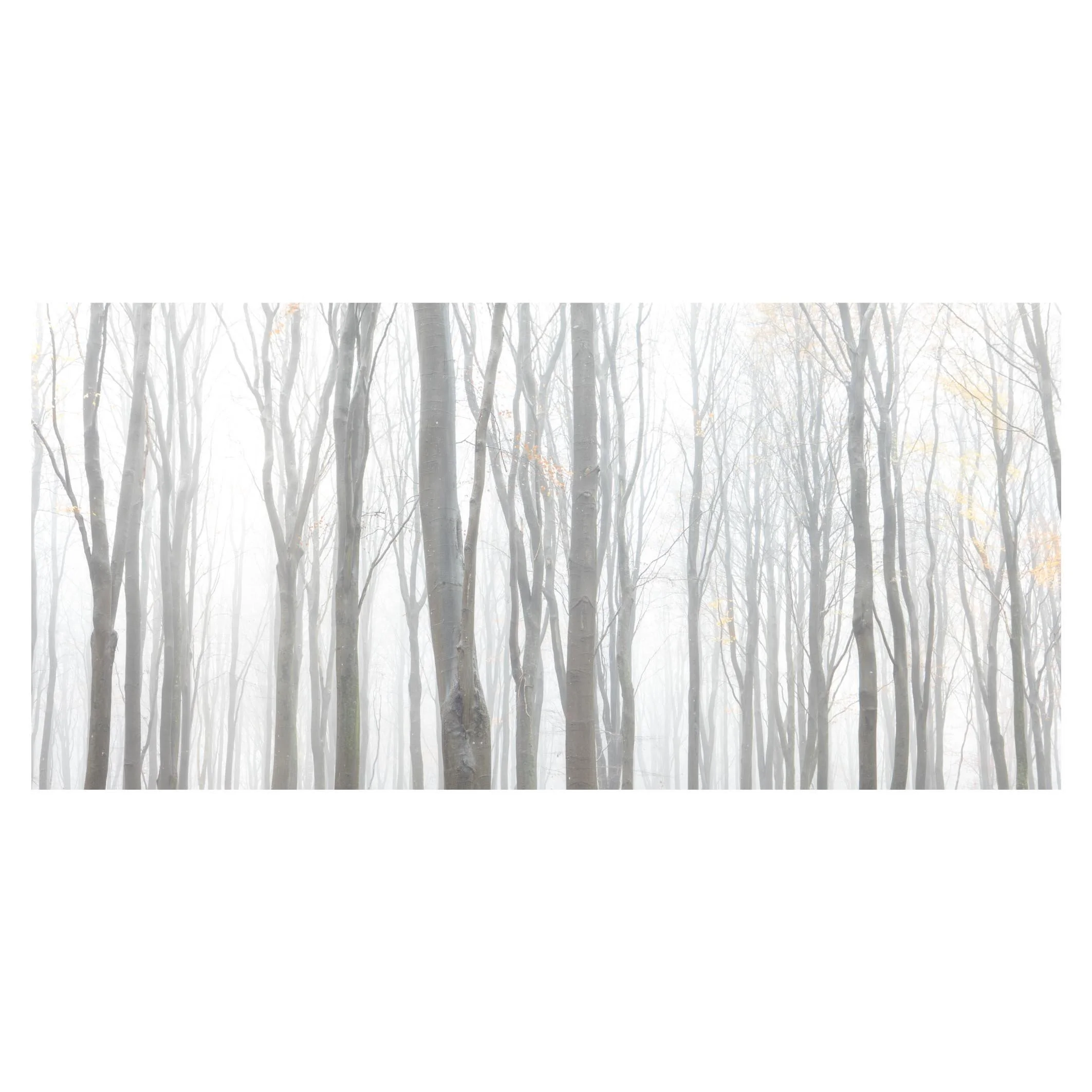Winter beech fog, Hampshire