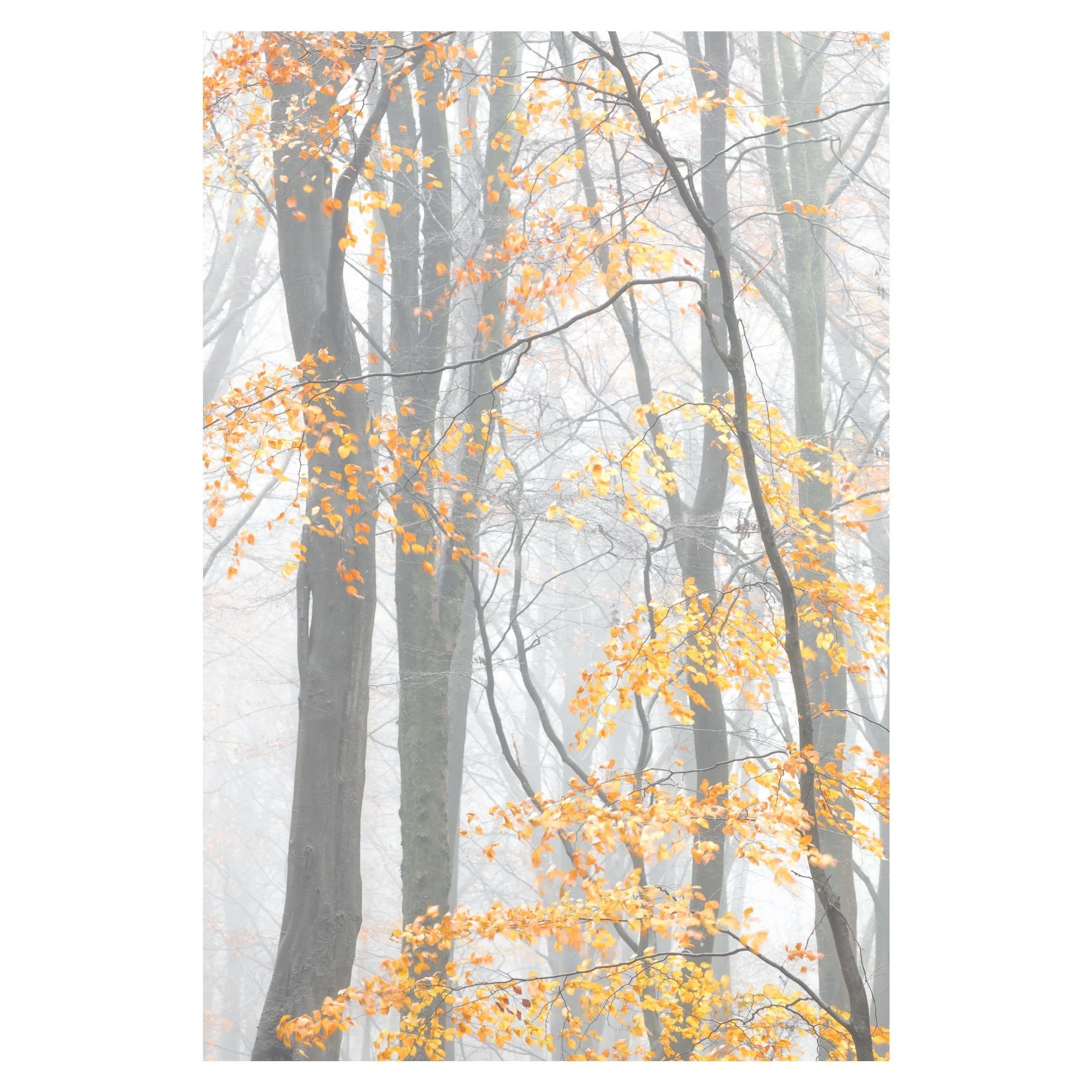 Autumn leaves, Hampshire