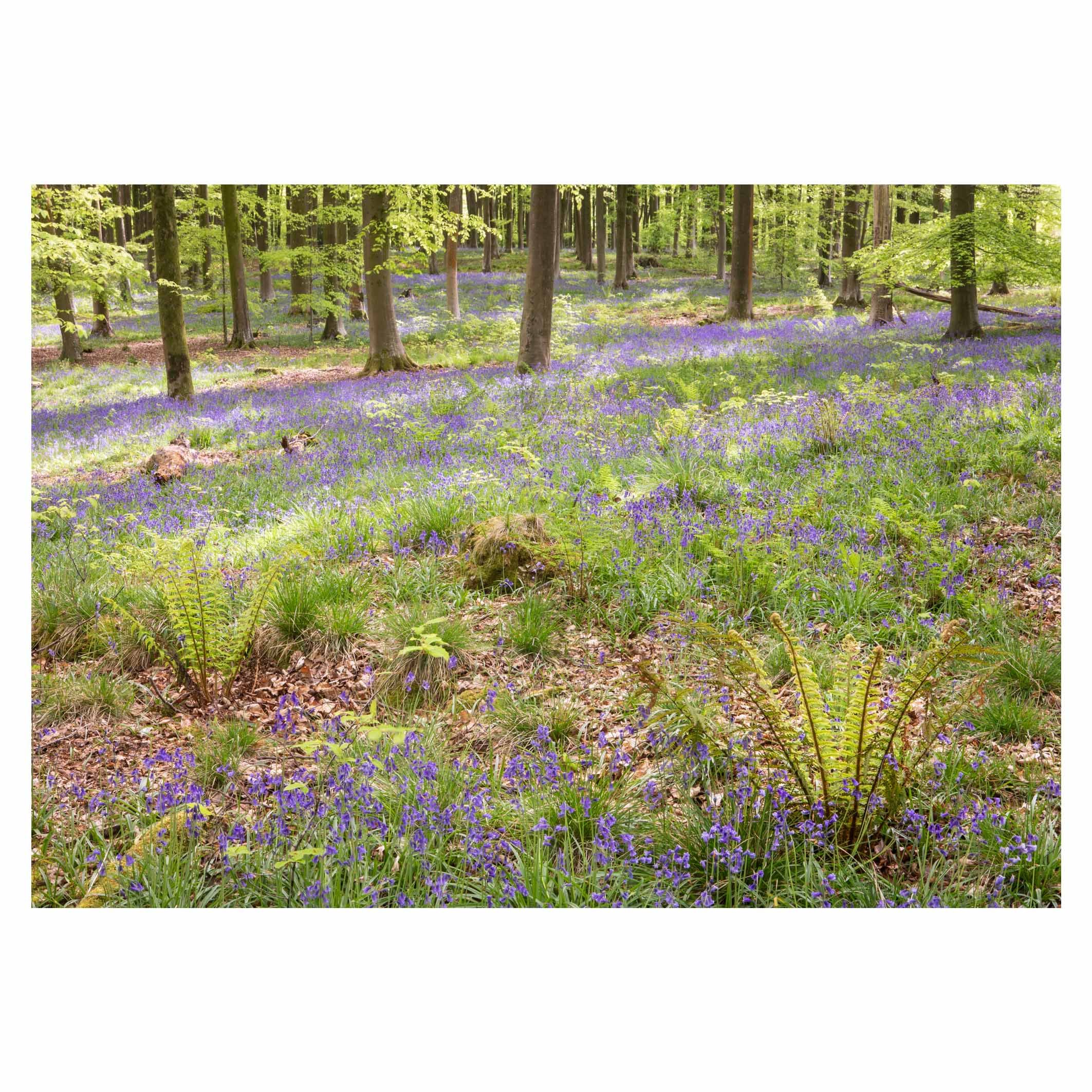 Bluebells and ferns, Hampshire