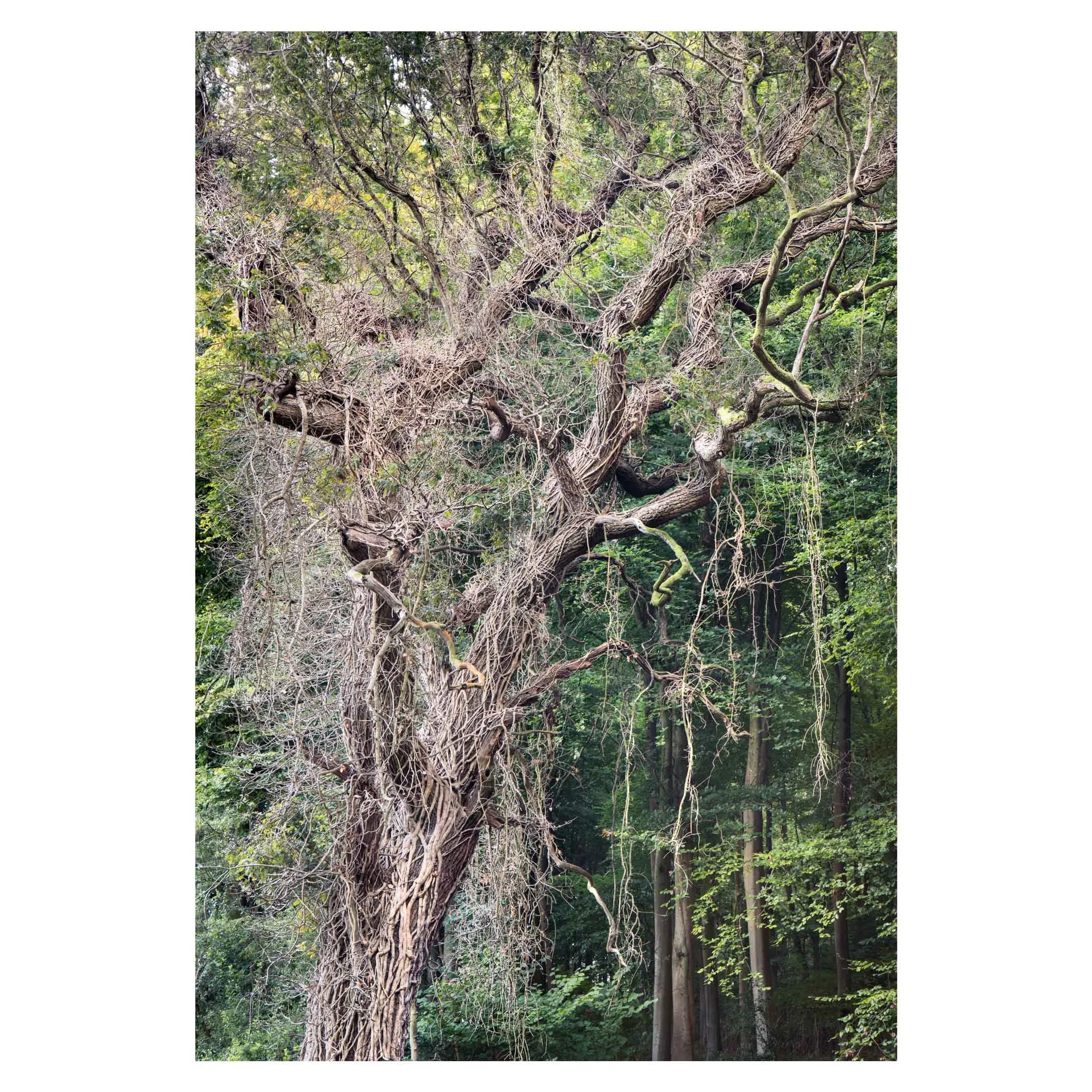 Drapery, near Micheldever, Hampshire