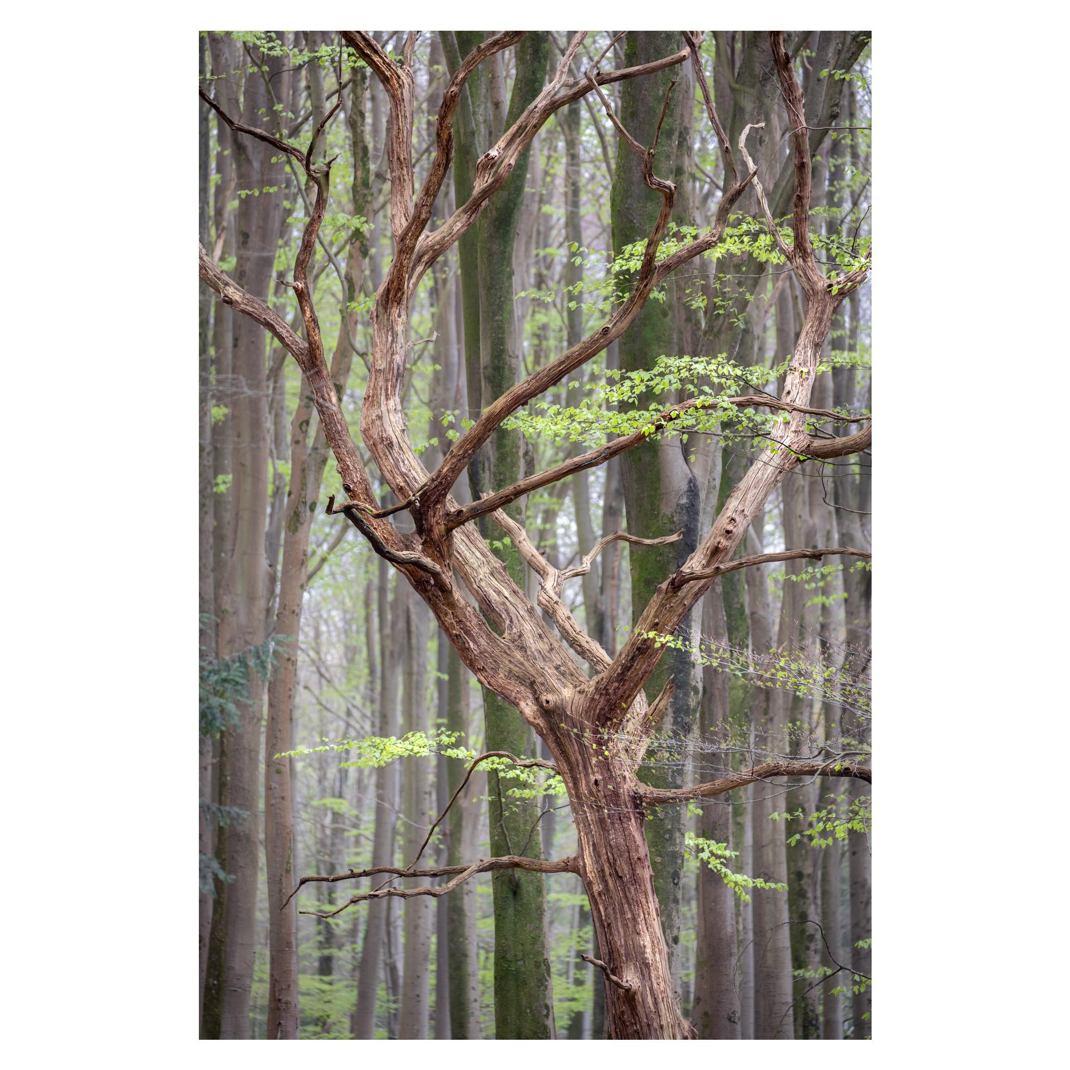 Beech woodland, Hampshire