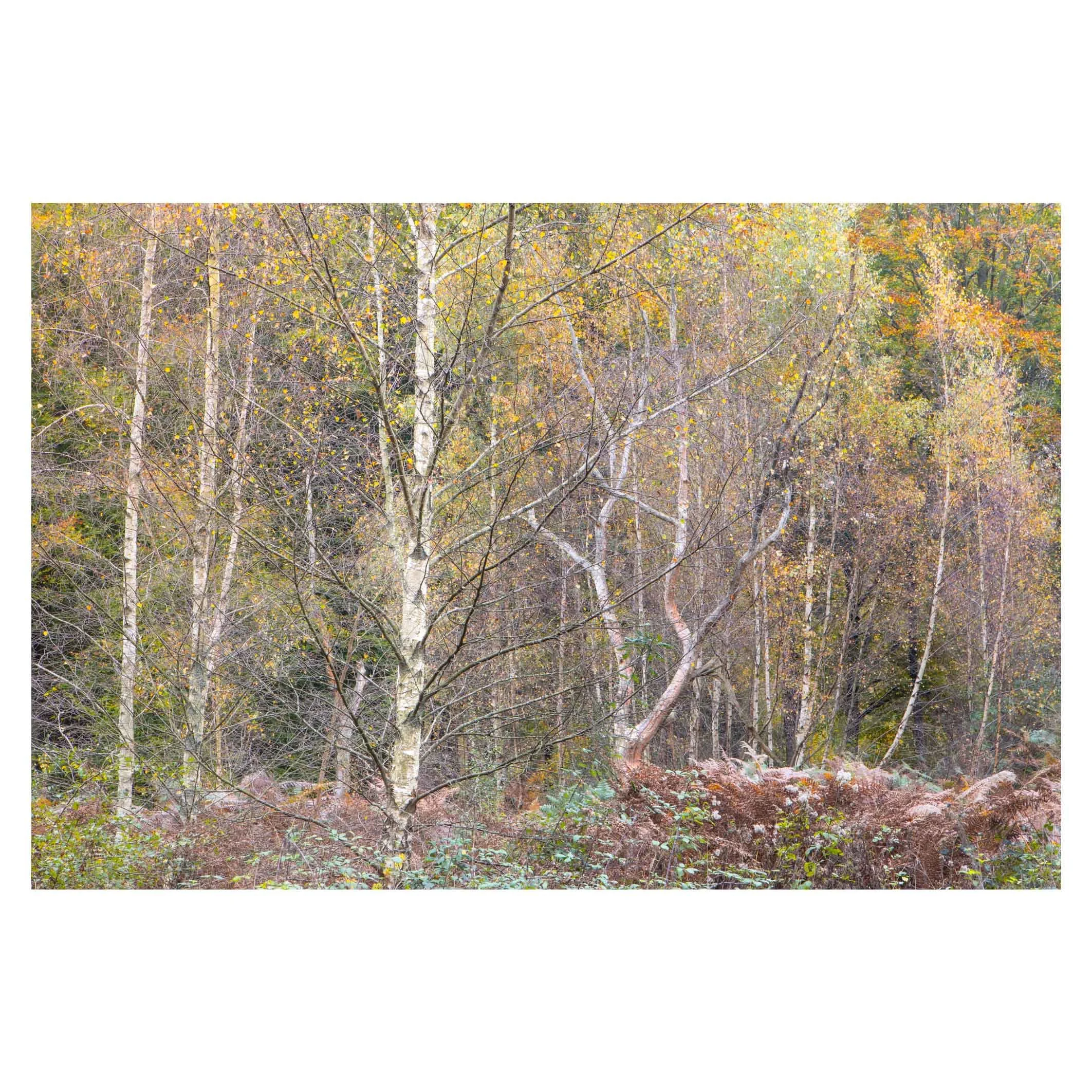 Almost winter, Hampshire 