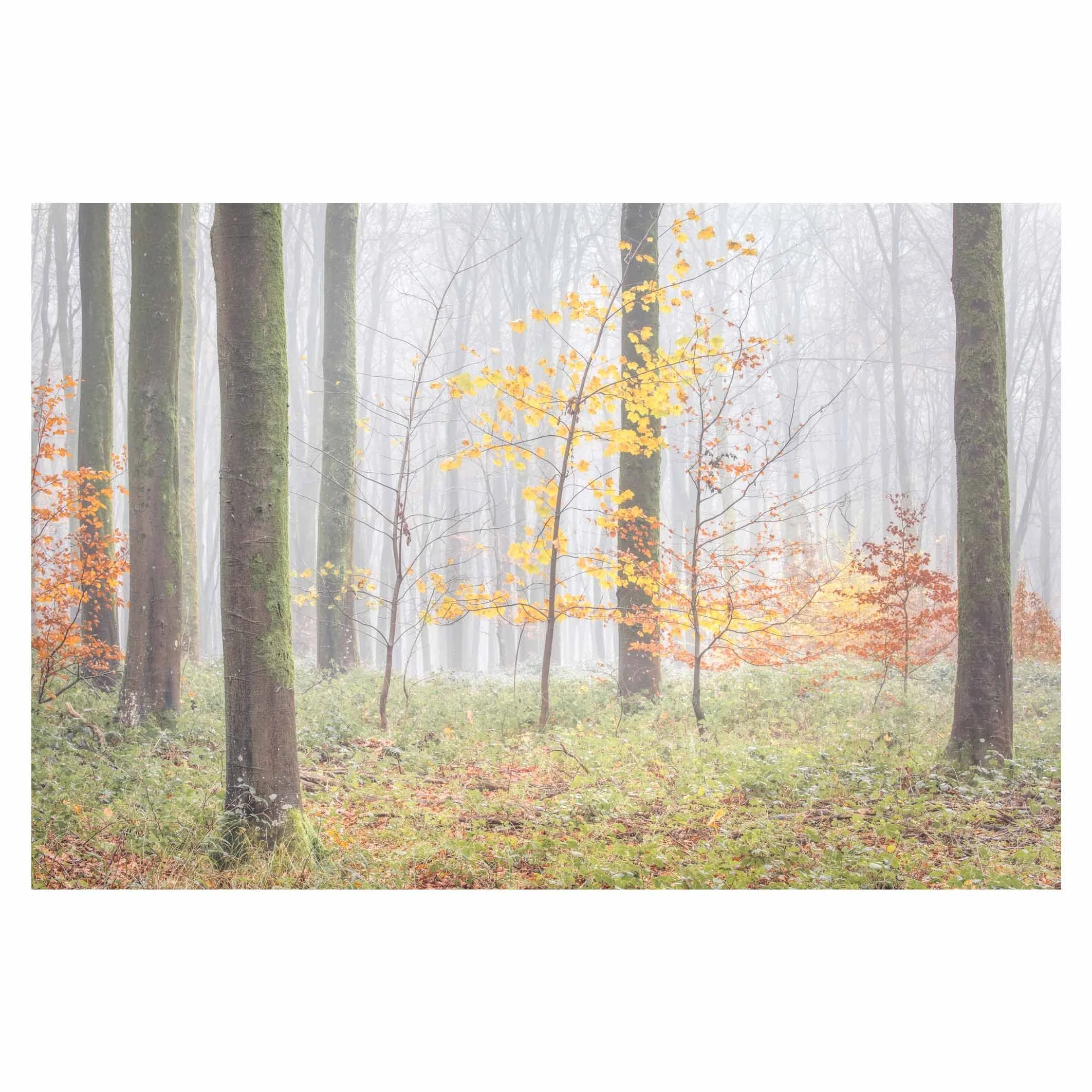 Dancing, beech forest, Hampshire