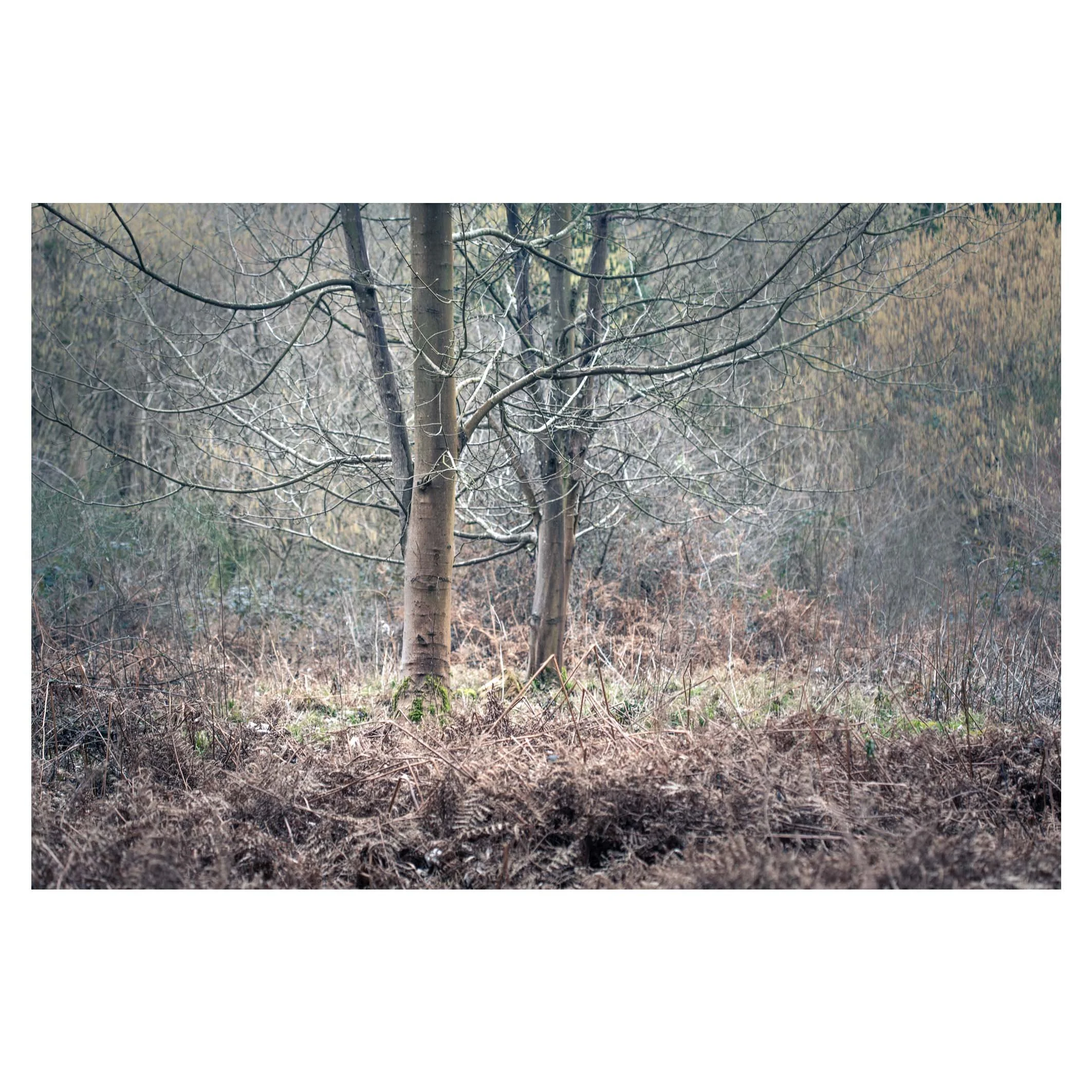 Waiting for Spring, Hampshire