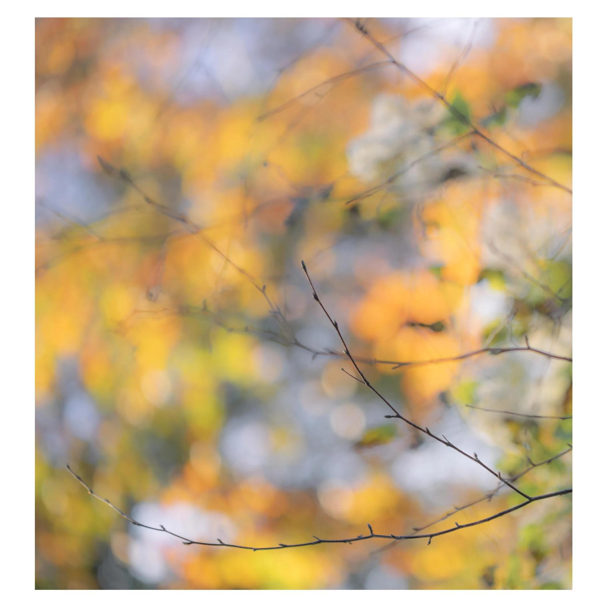 Autumn colour