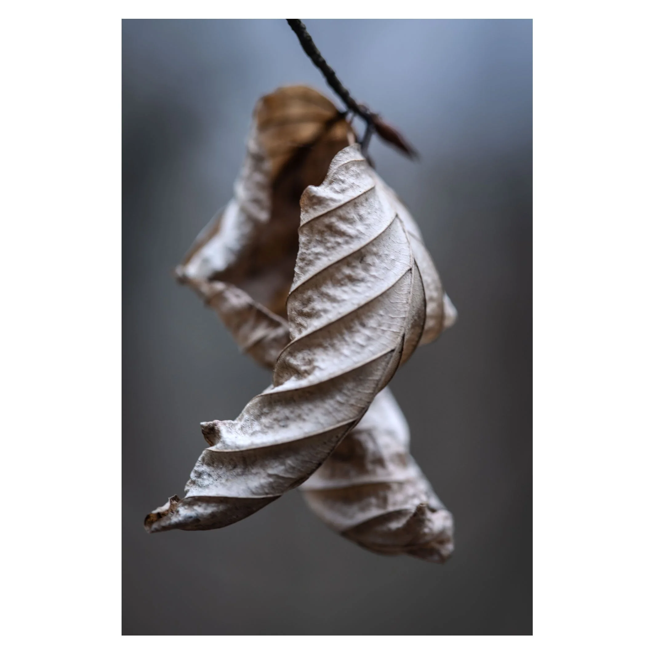 Twisted leaf 1