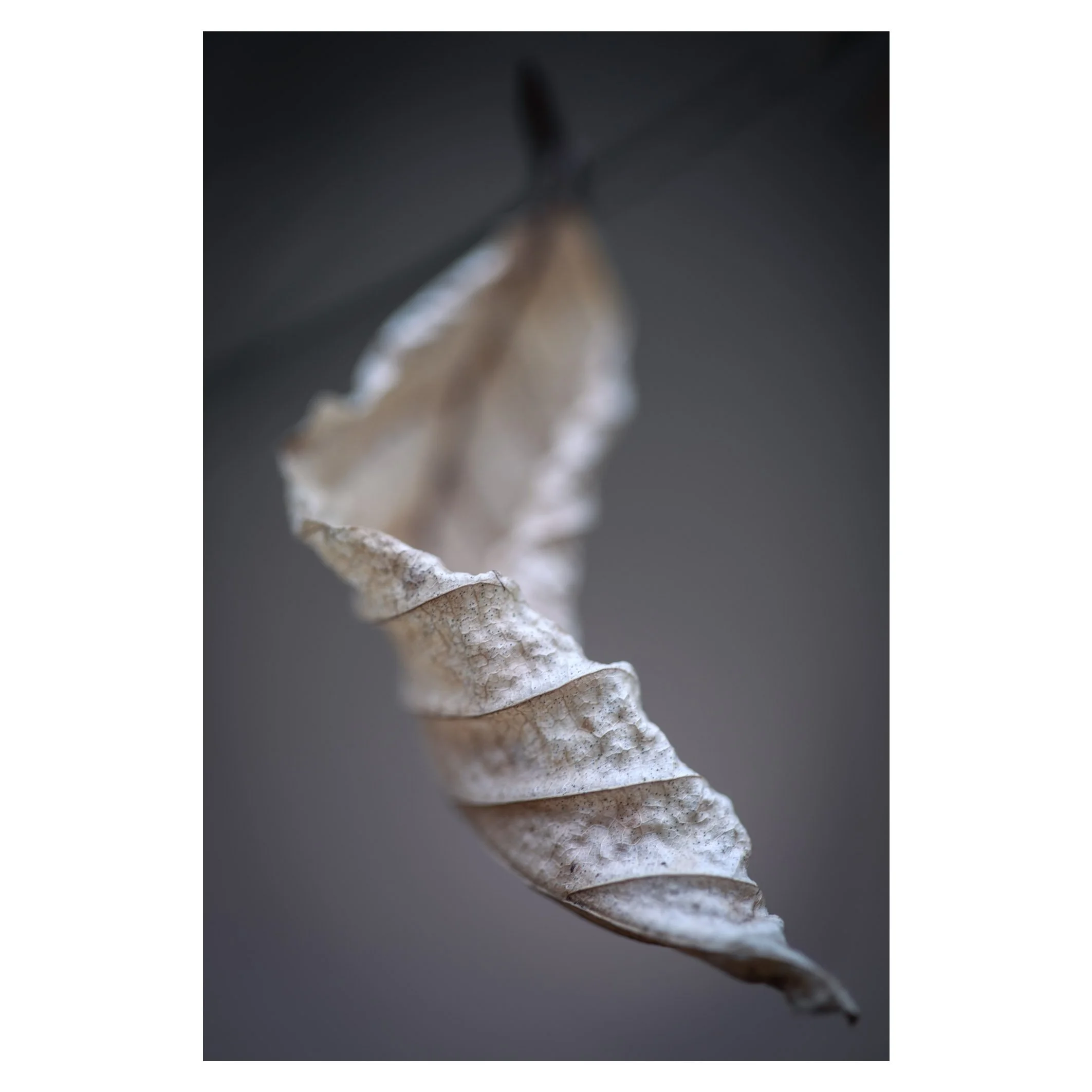 Twisted leaf 2