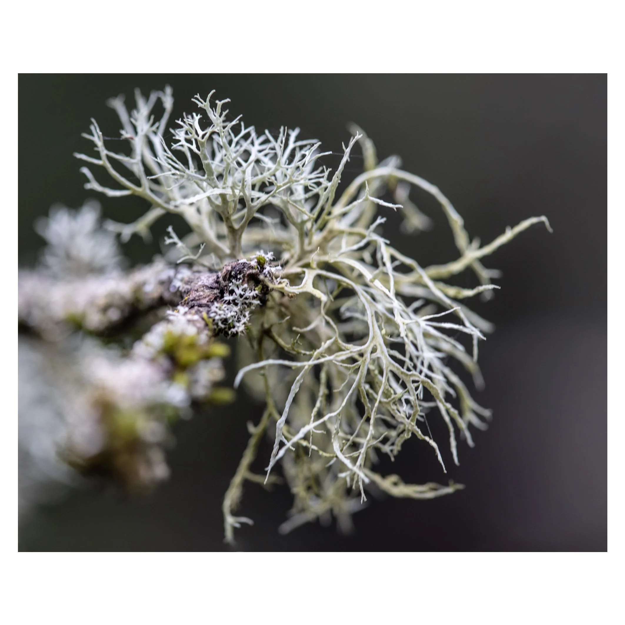 Lichen 1