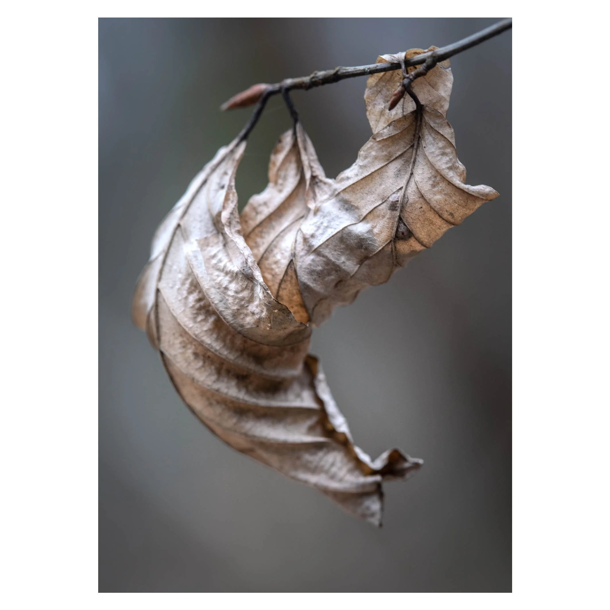Twisted leaf 3