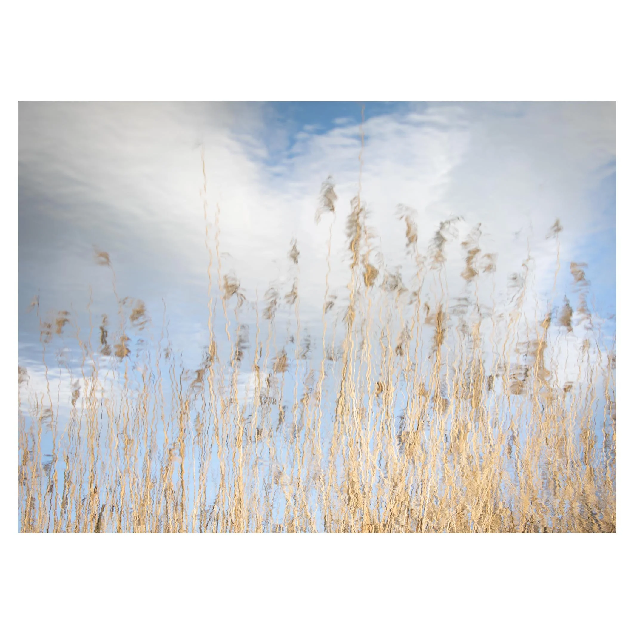 Reed reflection 2