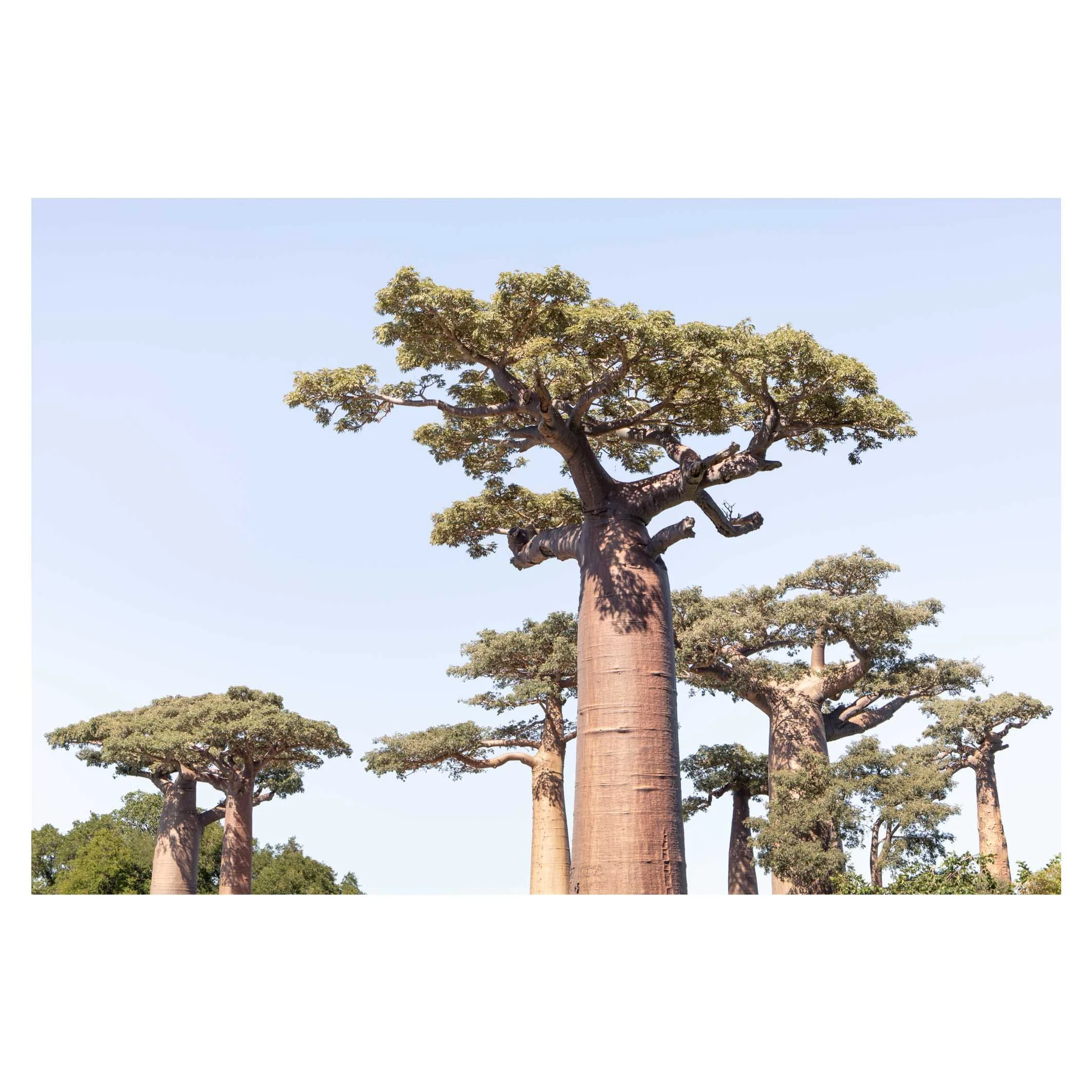 Baobab avenue, Madagascar