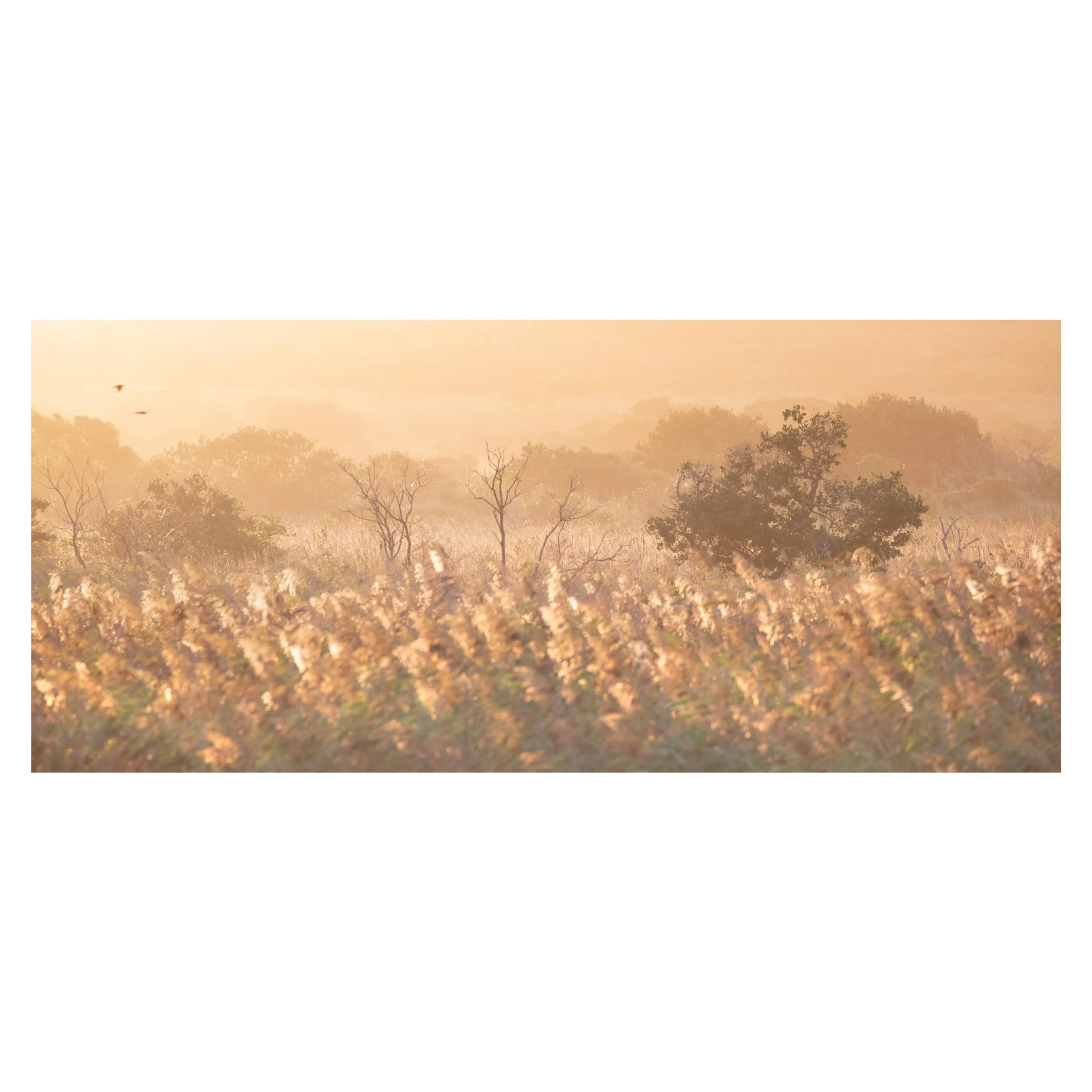 South Africa