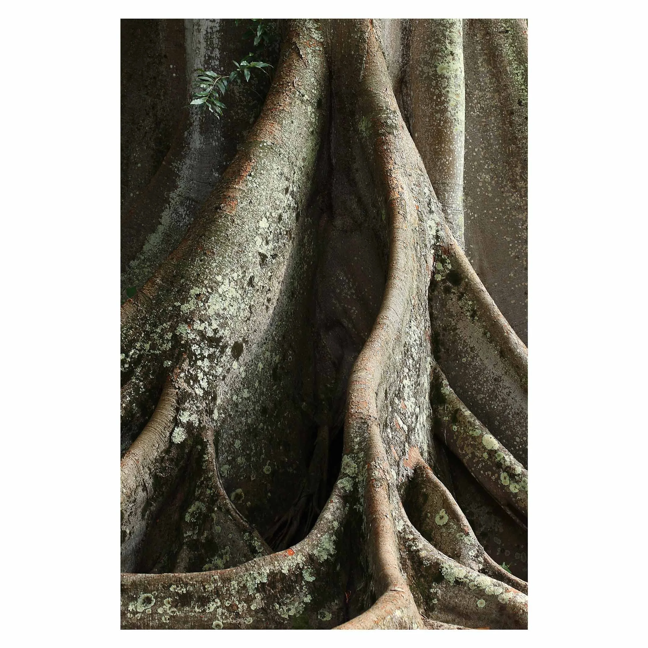 Moreton Bay fig Kauai (Jurassic Park)