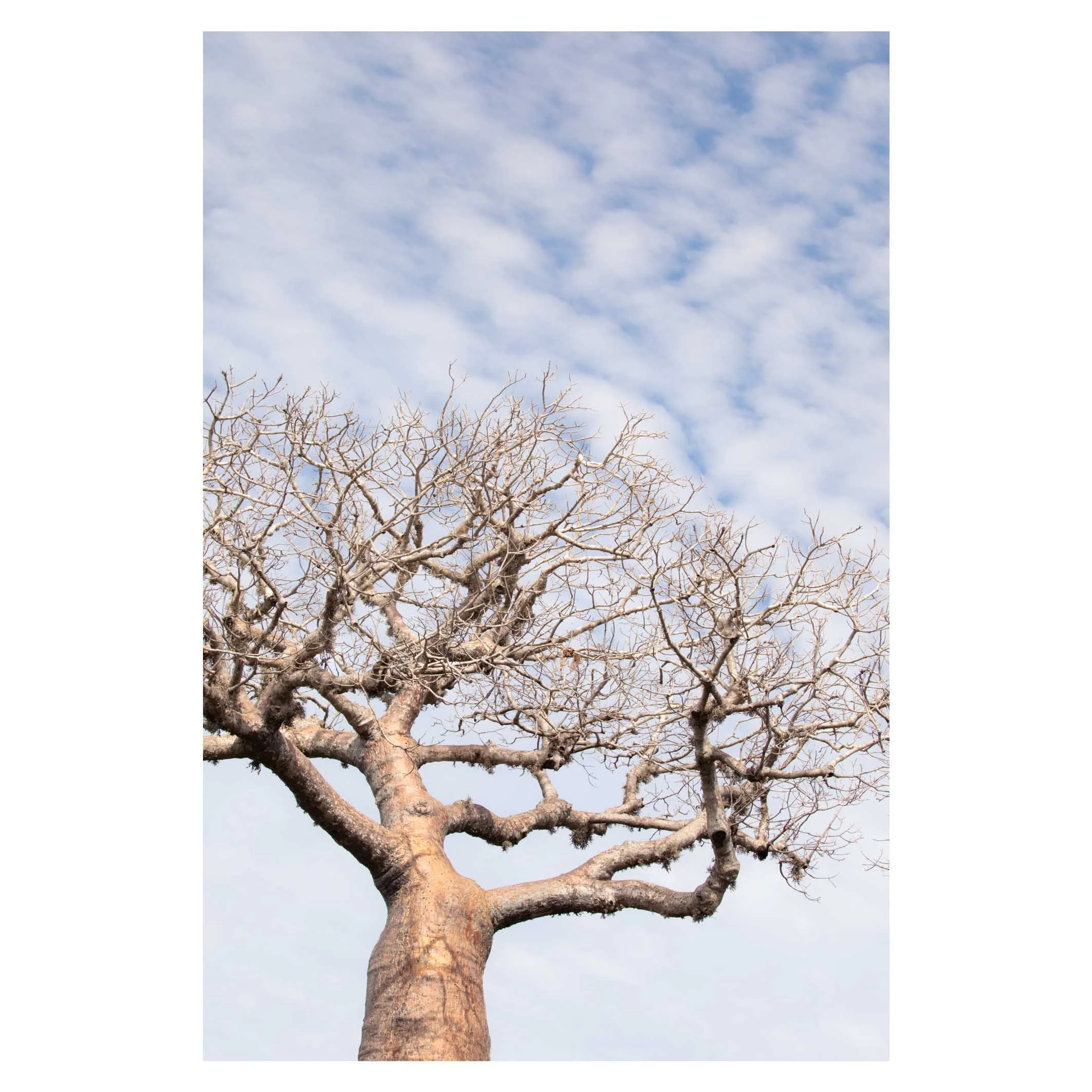 Baobab, Madagascar