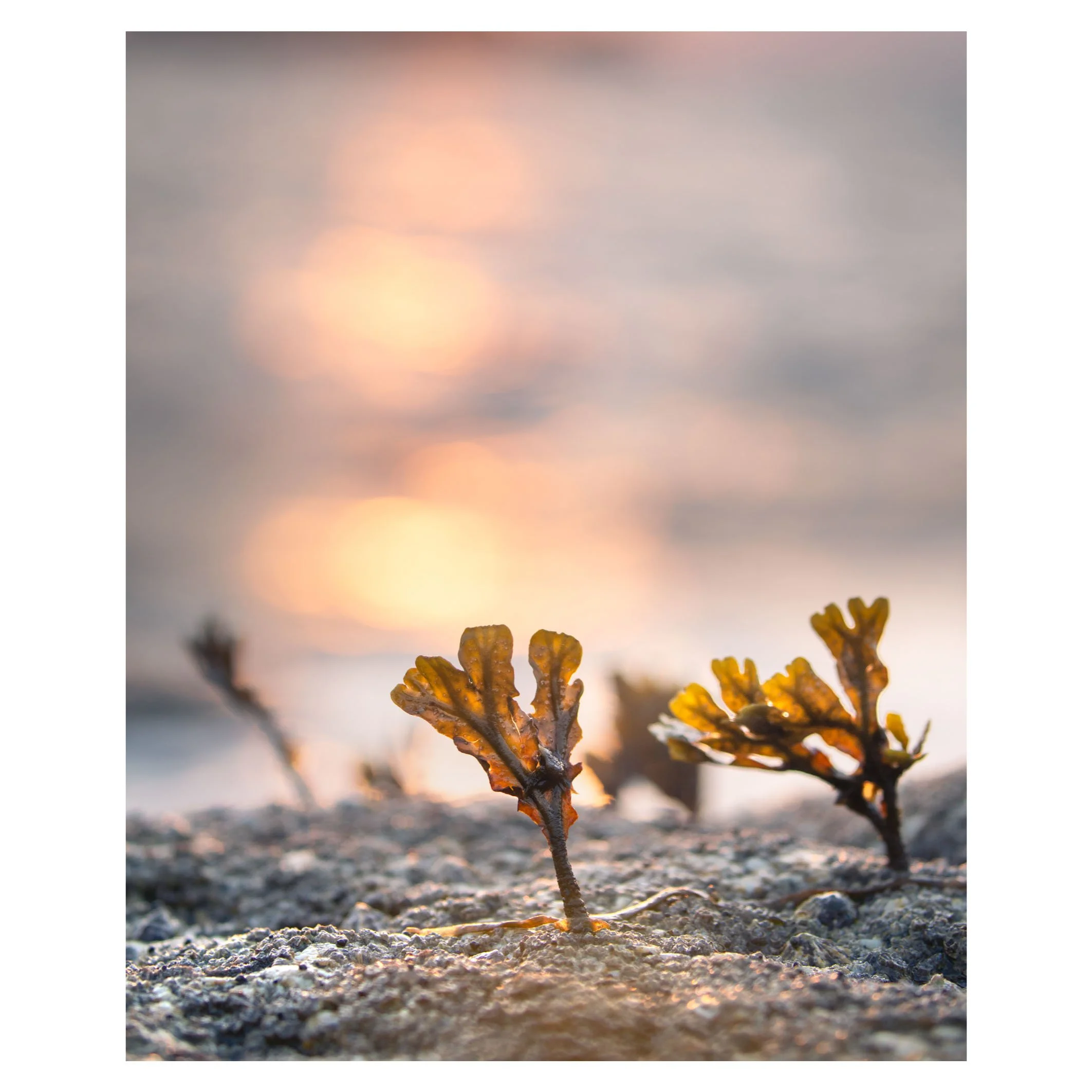 Seaweed