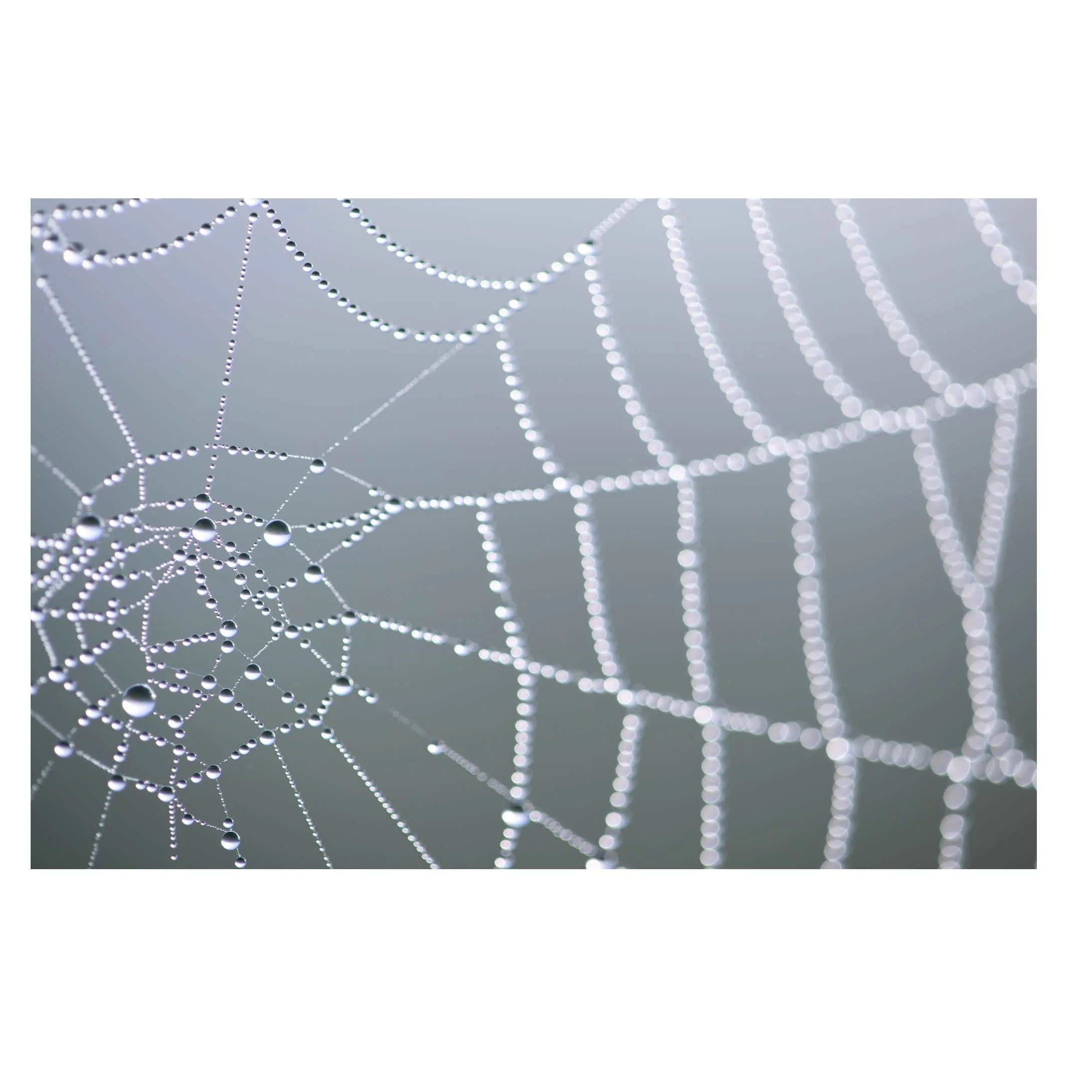 Dewdrop cobweb