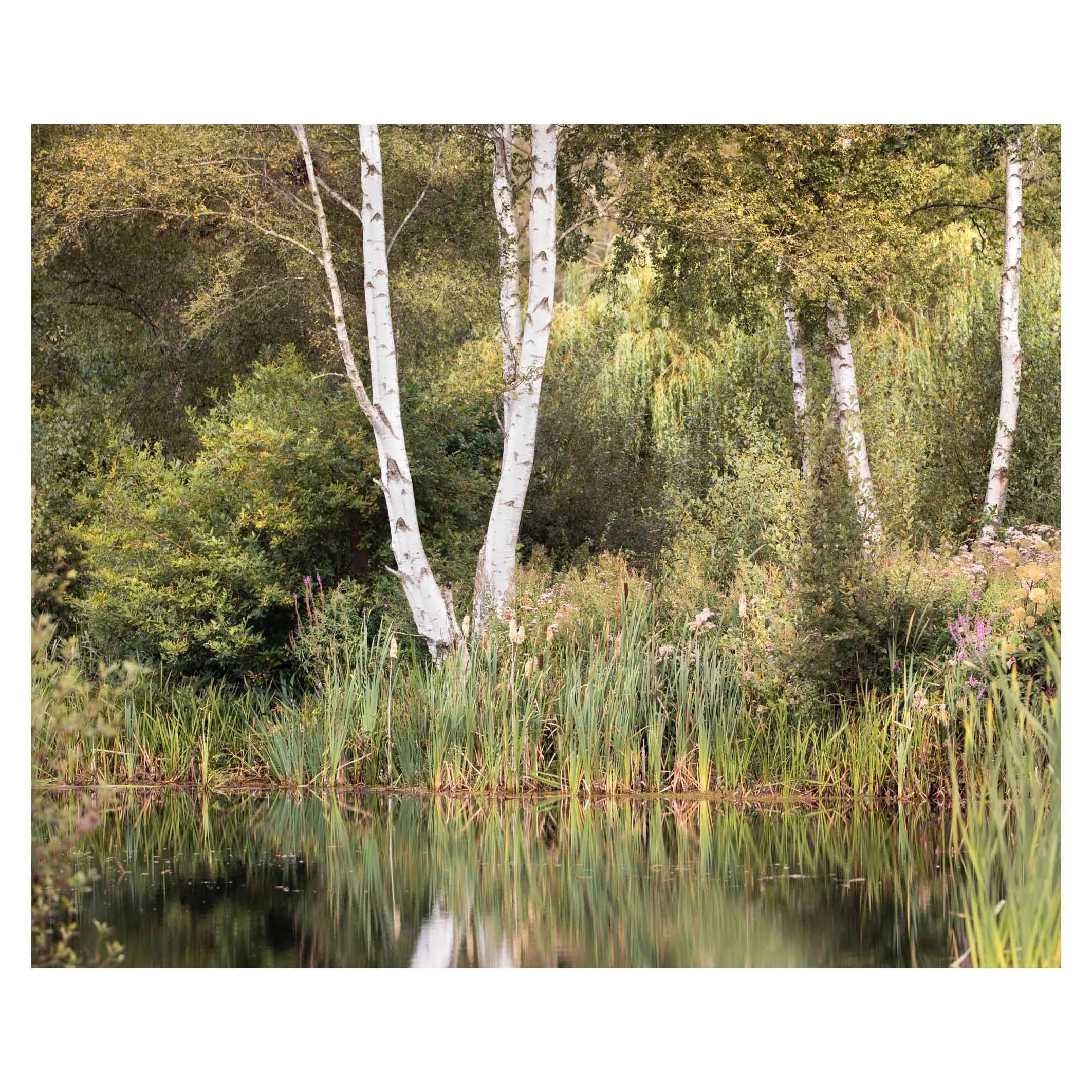 Birches, Suffolk
