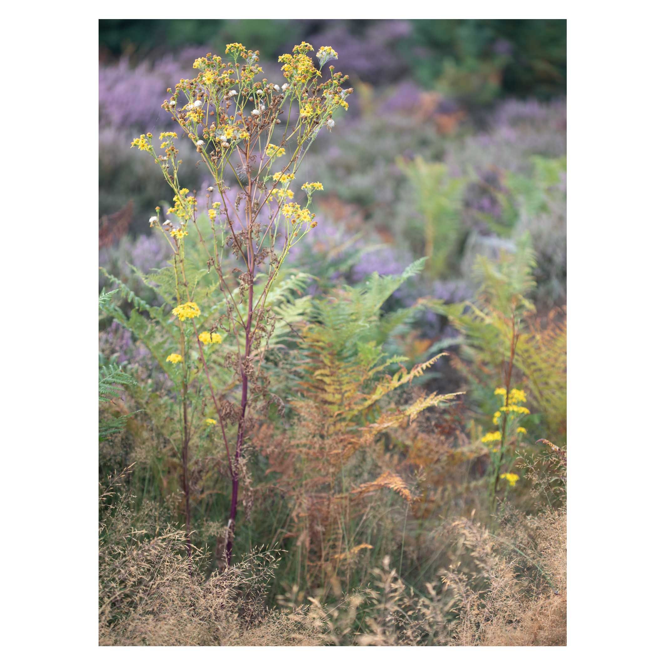 Wildflowers, Suffolk