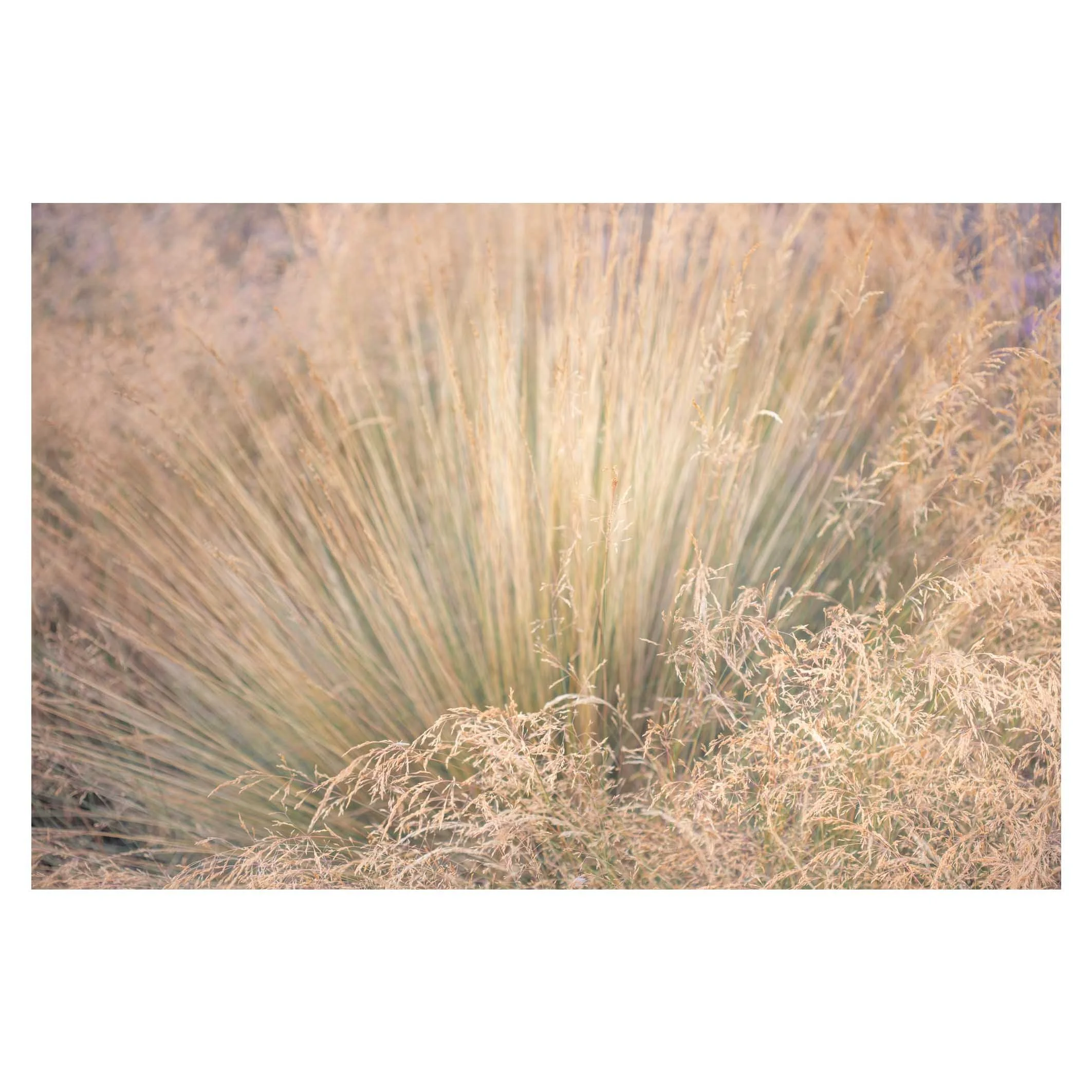 Grasses
