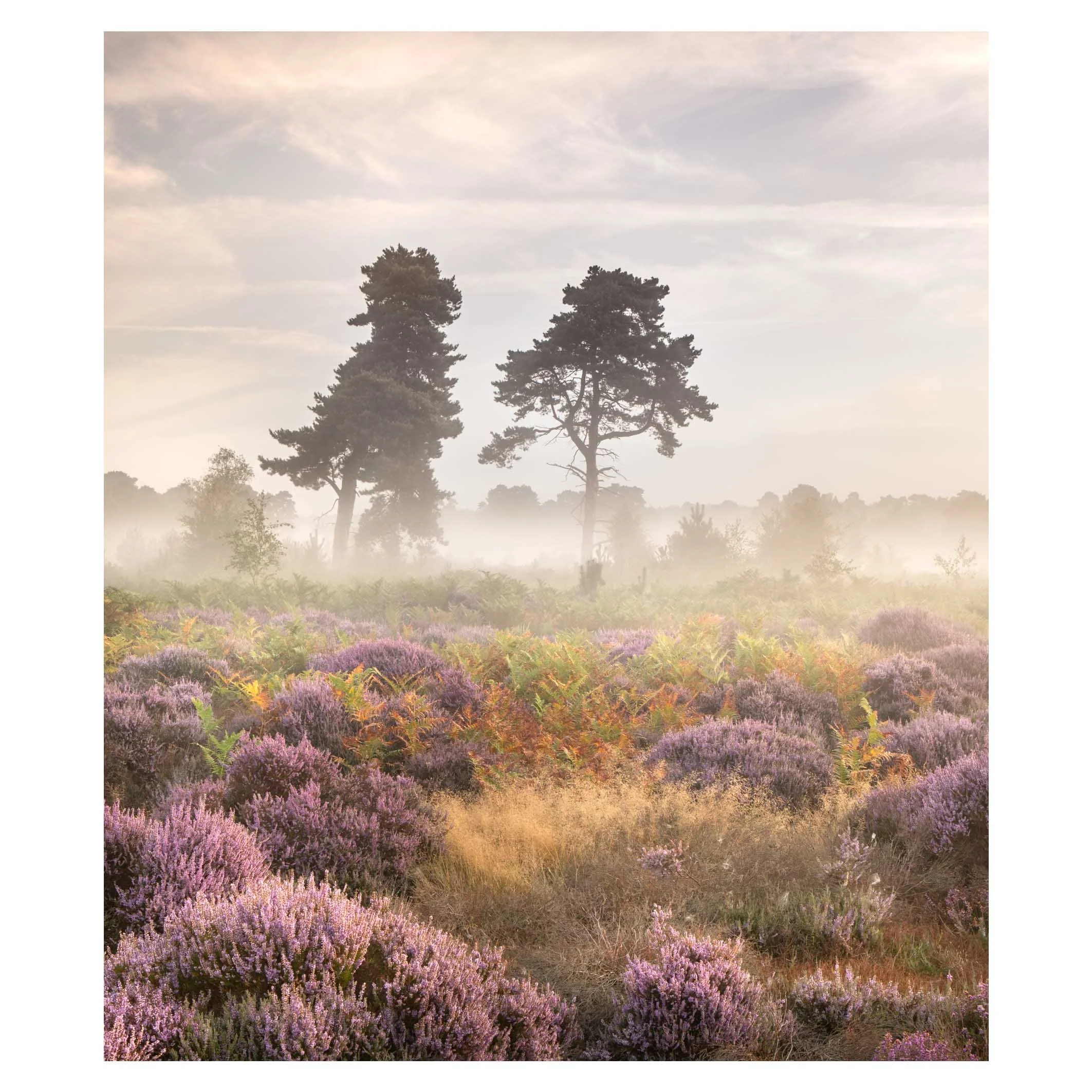 Sunrise, Hollesley heath, Suffolk