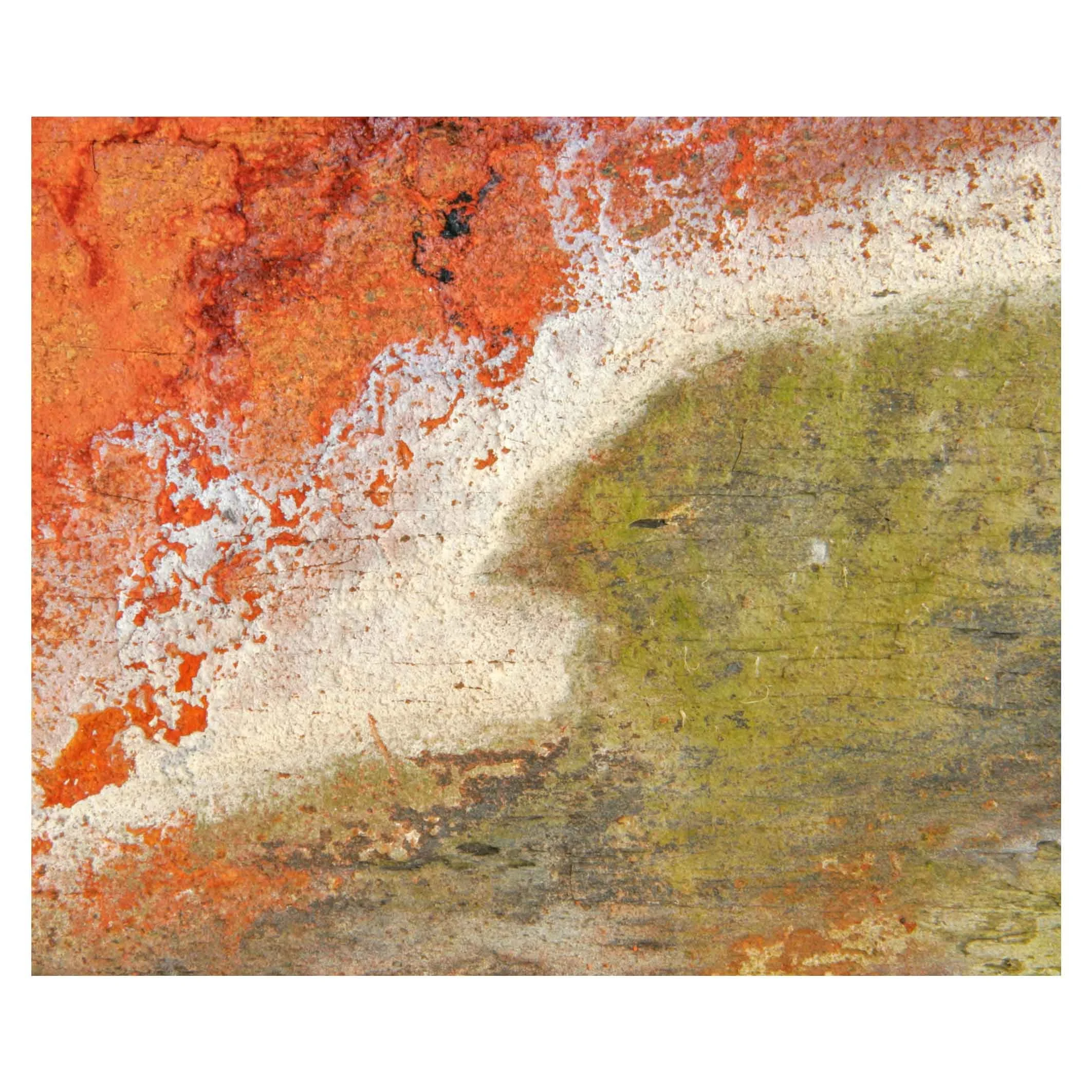 Lichen tricolour