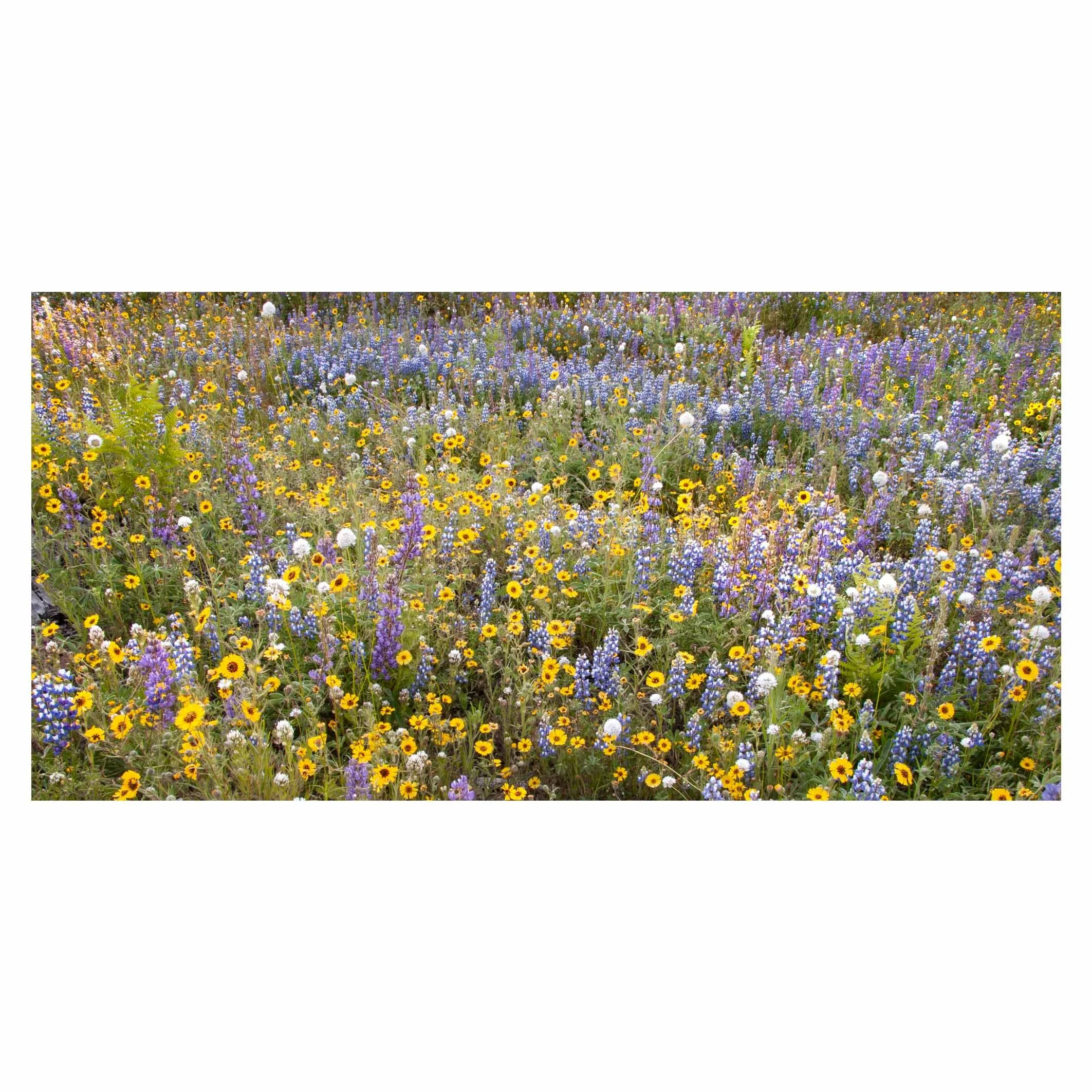 Wildflower meadow, Yosemite