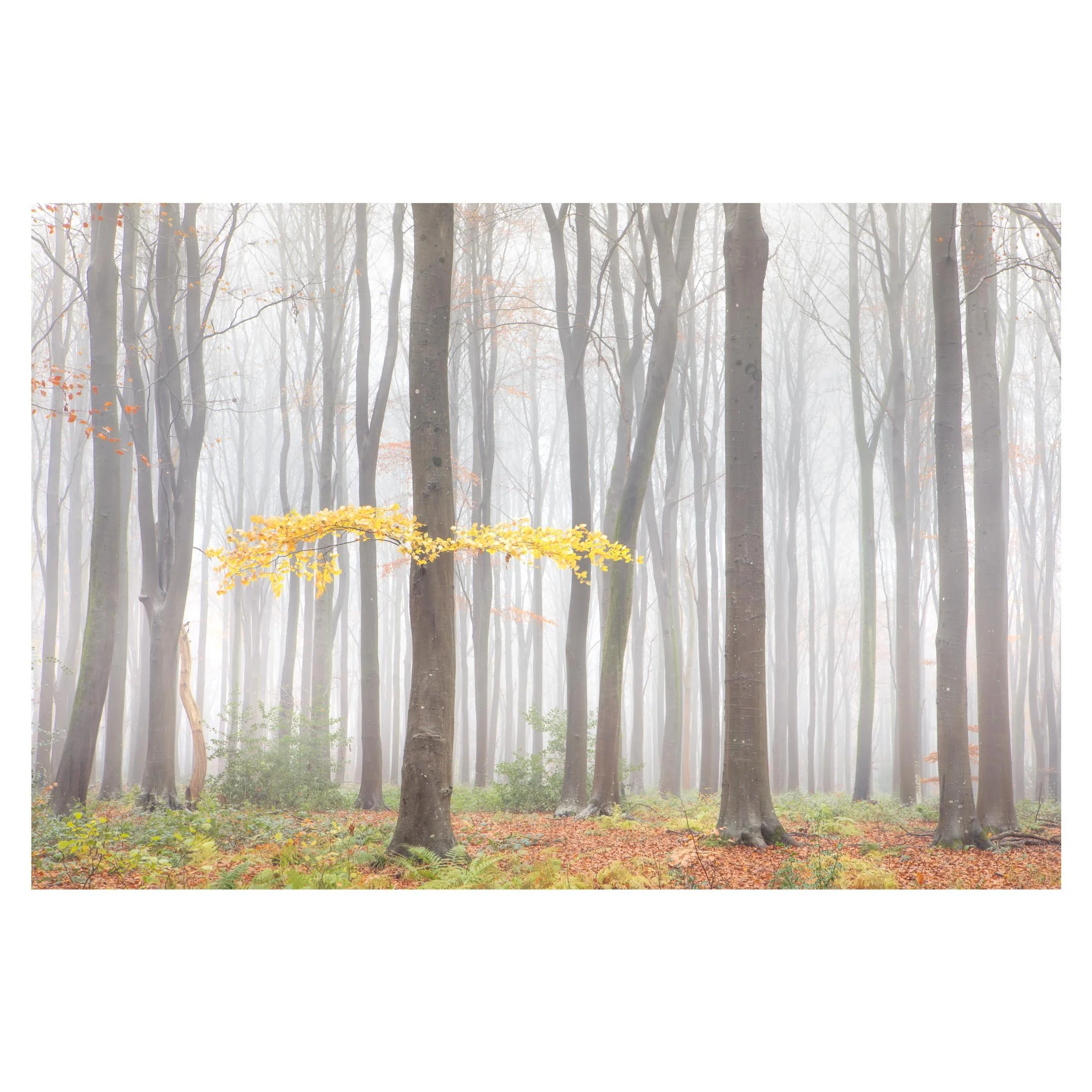 hampshire-beech-woodland-fog-autumn.jpg