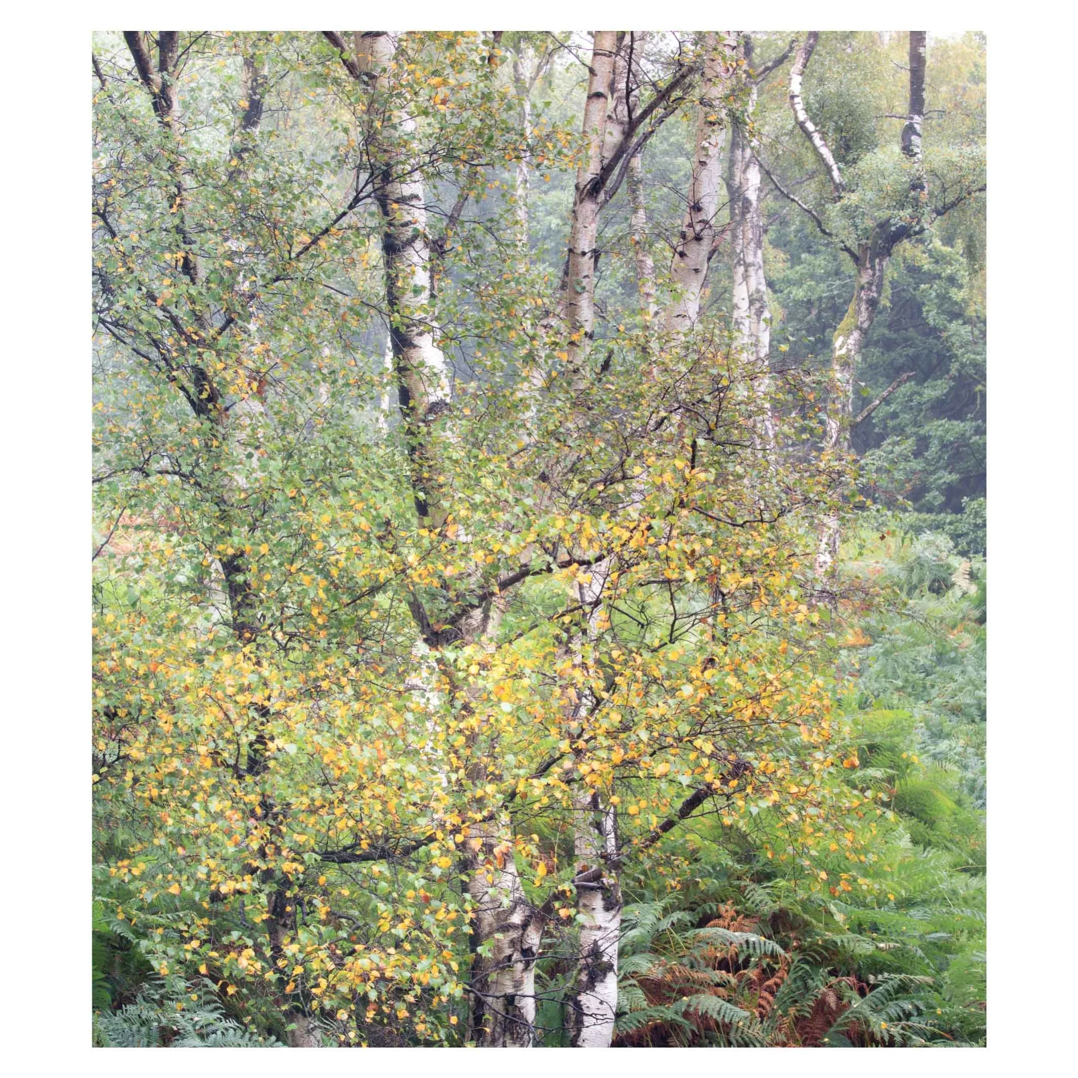 Above Padley Gorge, Peak District