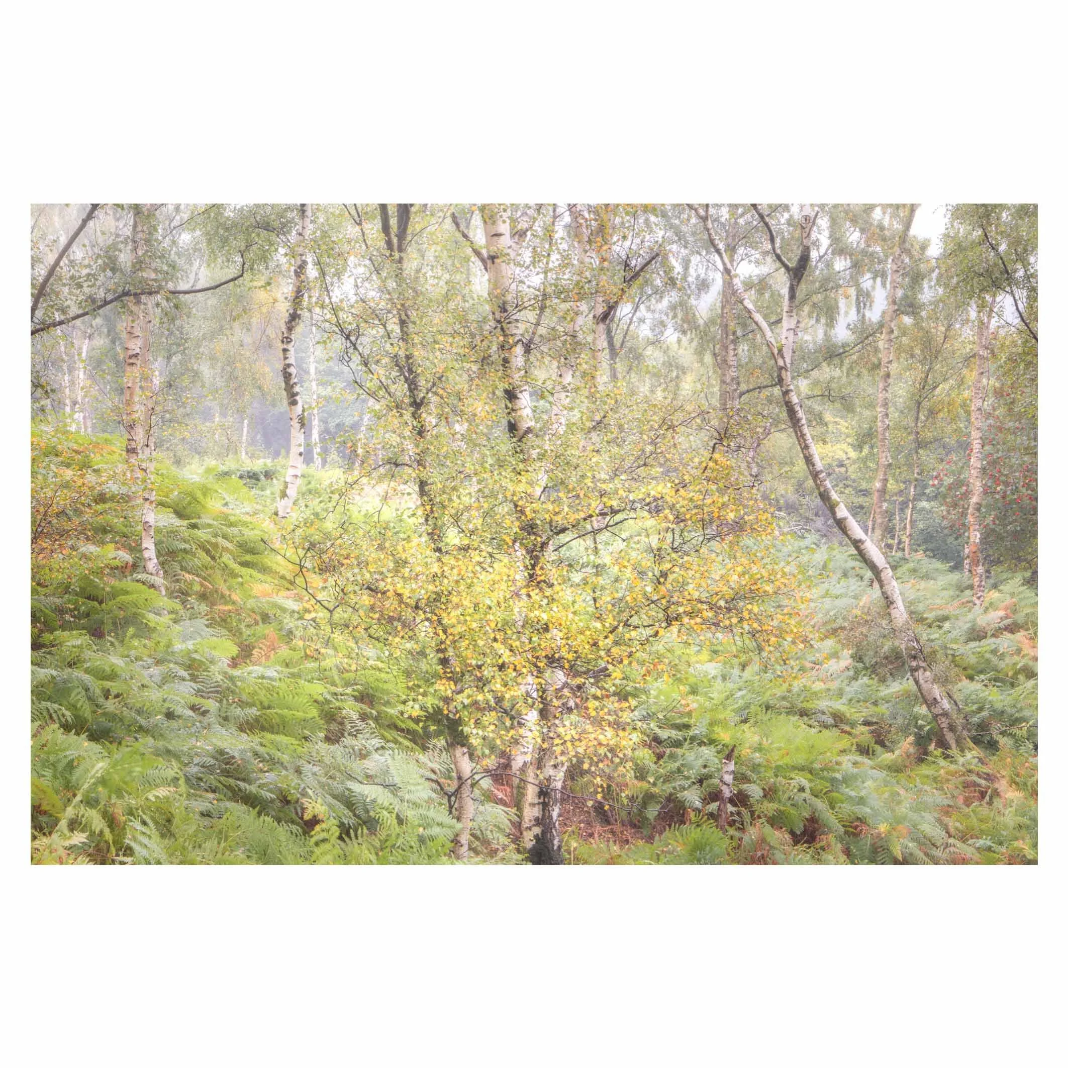 Above Padley Gorge, Suffolk