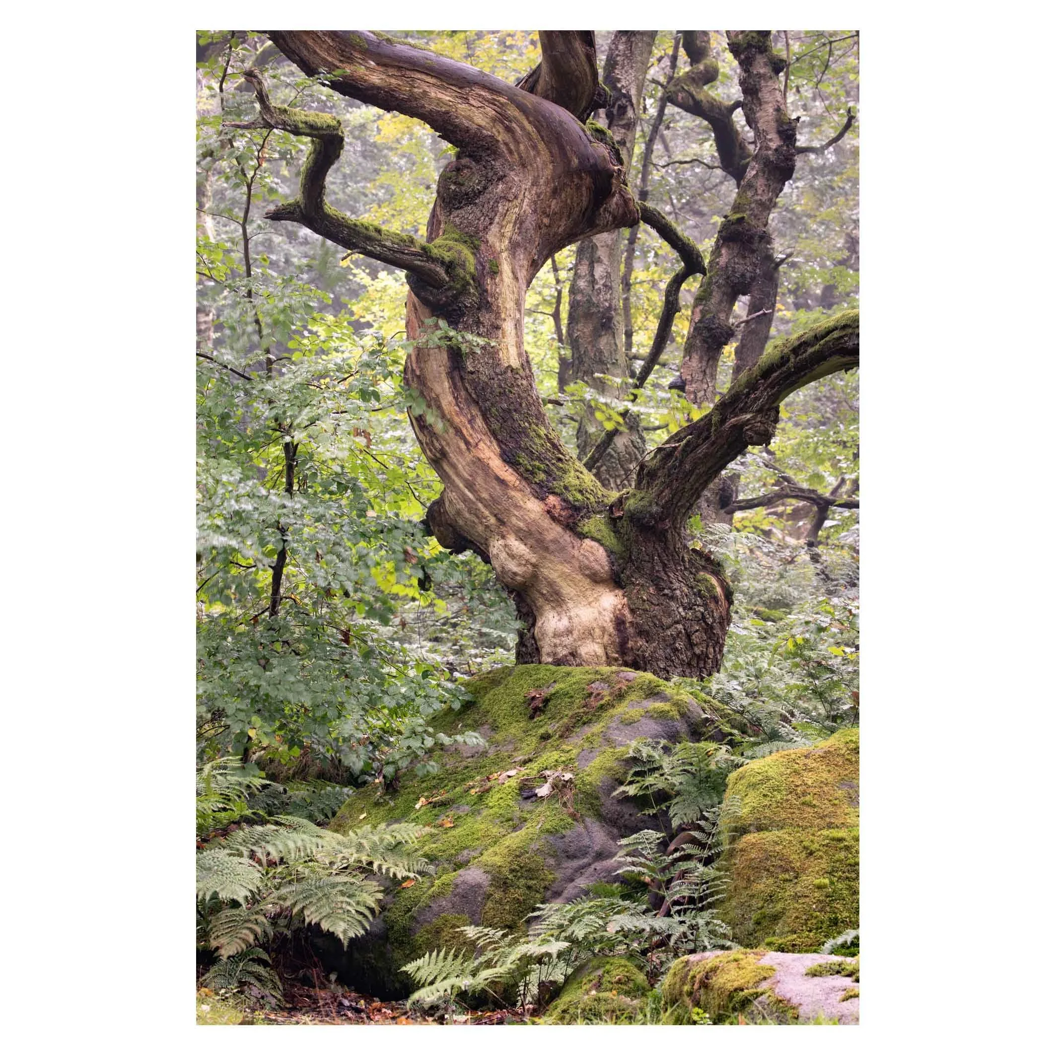Padley Gorge, Peak District
