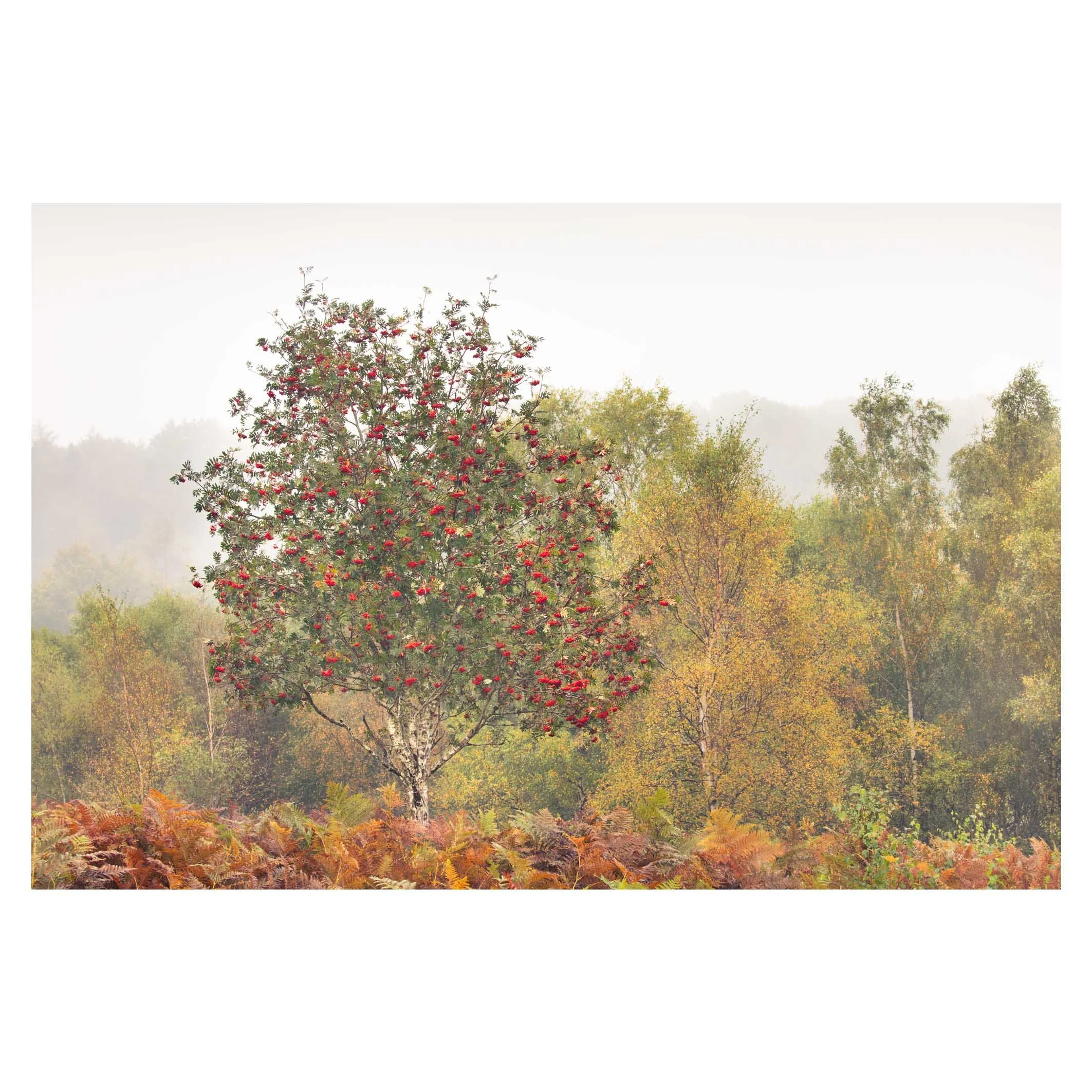 Rowan in the rain, above Padley Gorge, Peak District