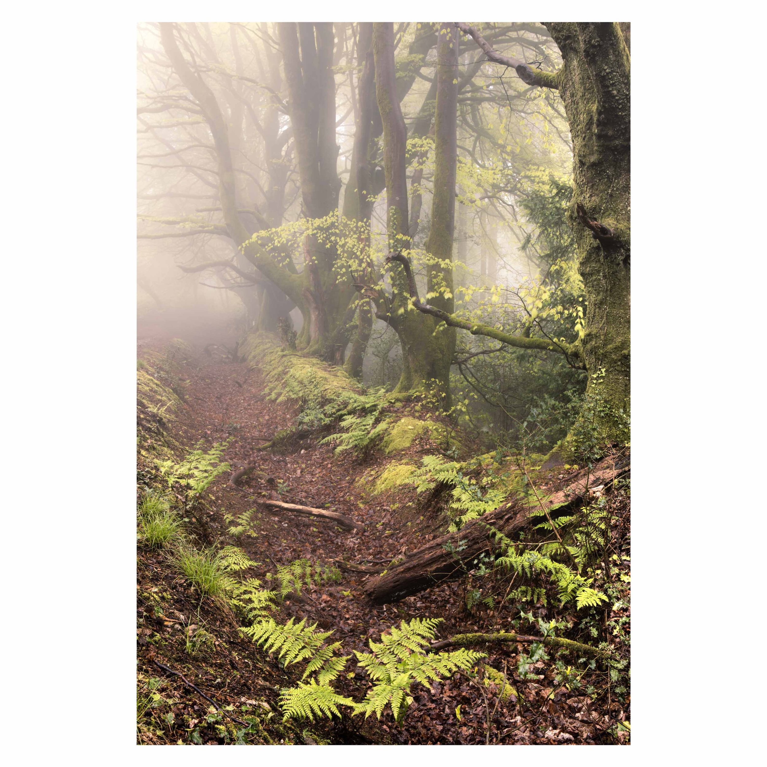 Beech avenue and sea fog, near Sidmouth
