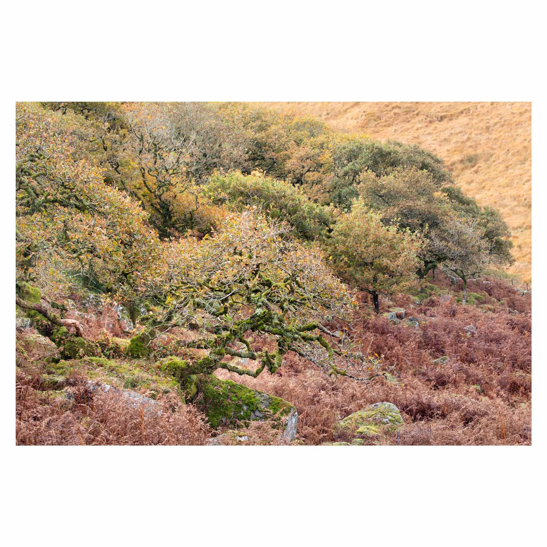 Wistman's Wood, Autumn 2025