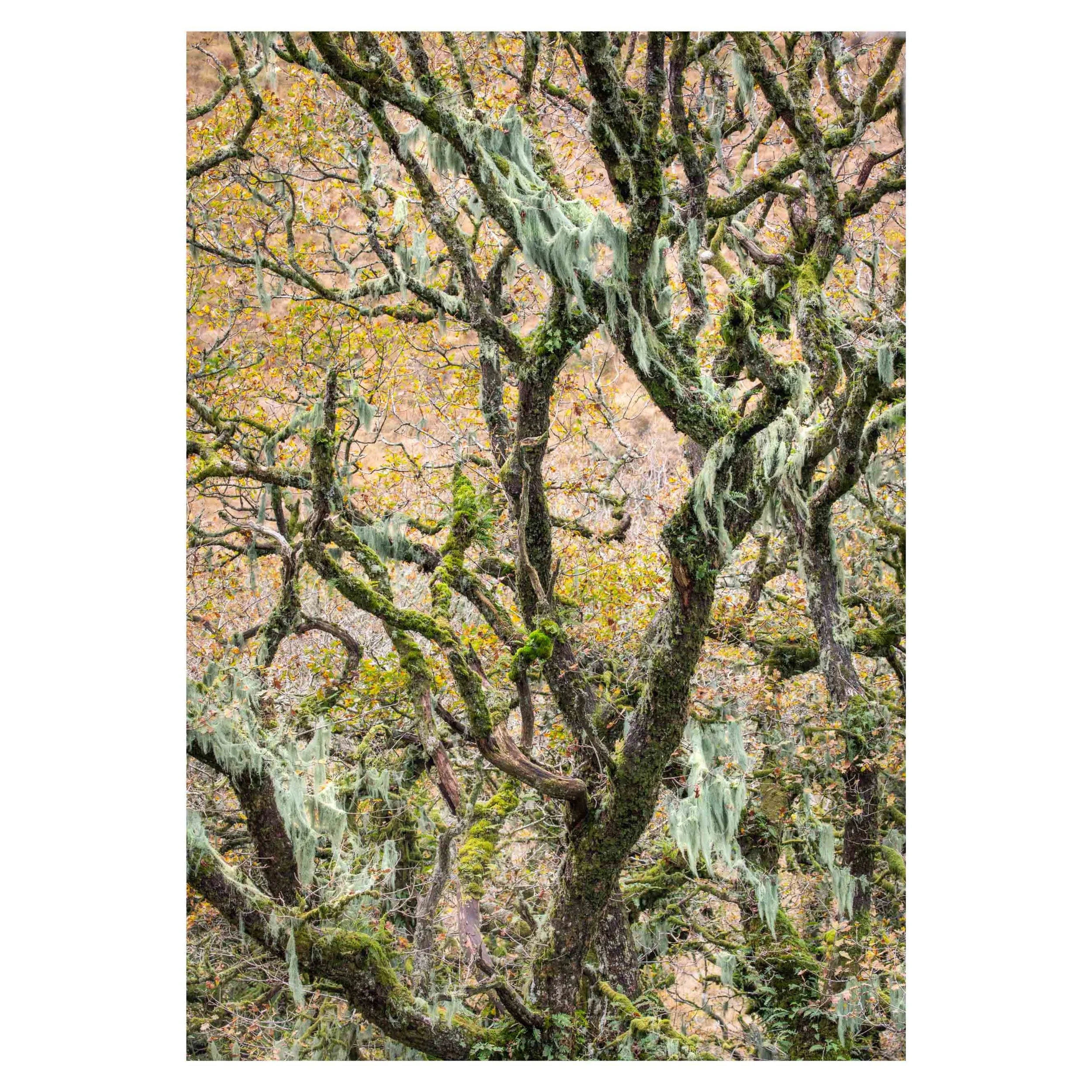 Wistman's Wood, Autumn 2025