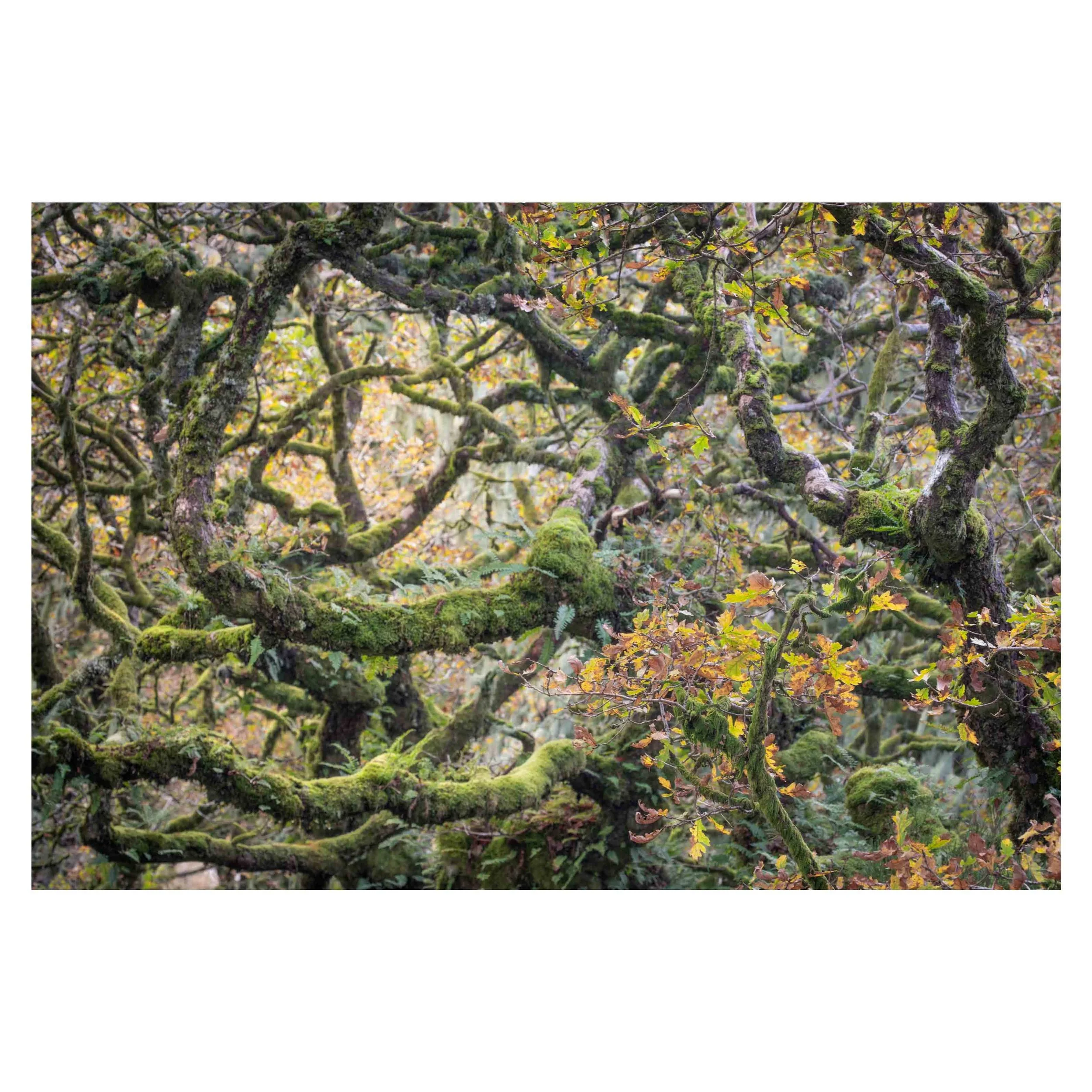 Wistman's Wood, Autumn 2025