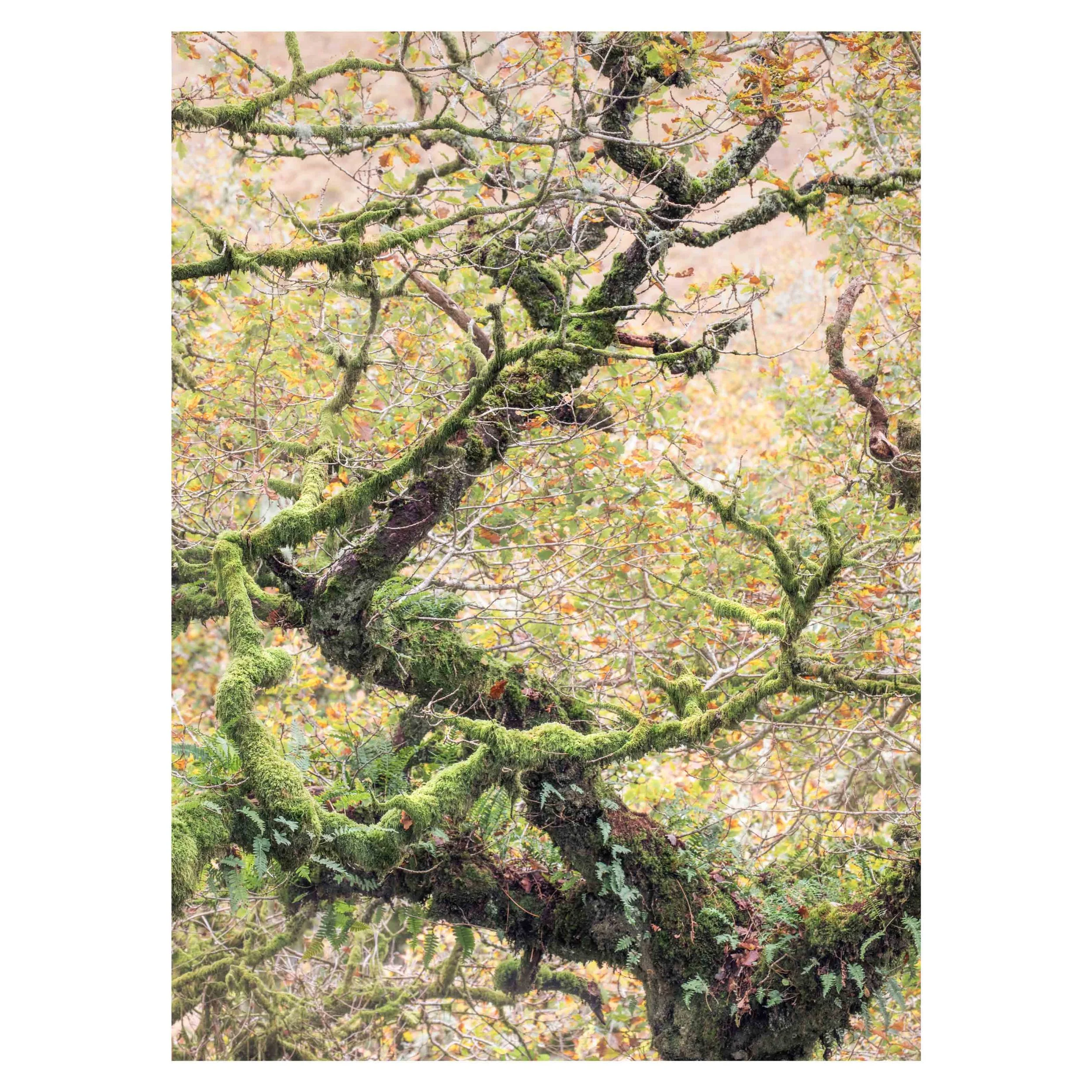 Wistman's Wood, Autumn 2025