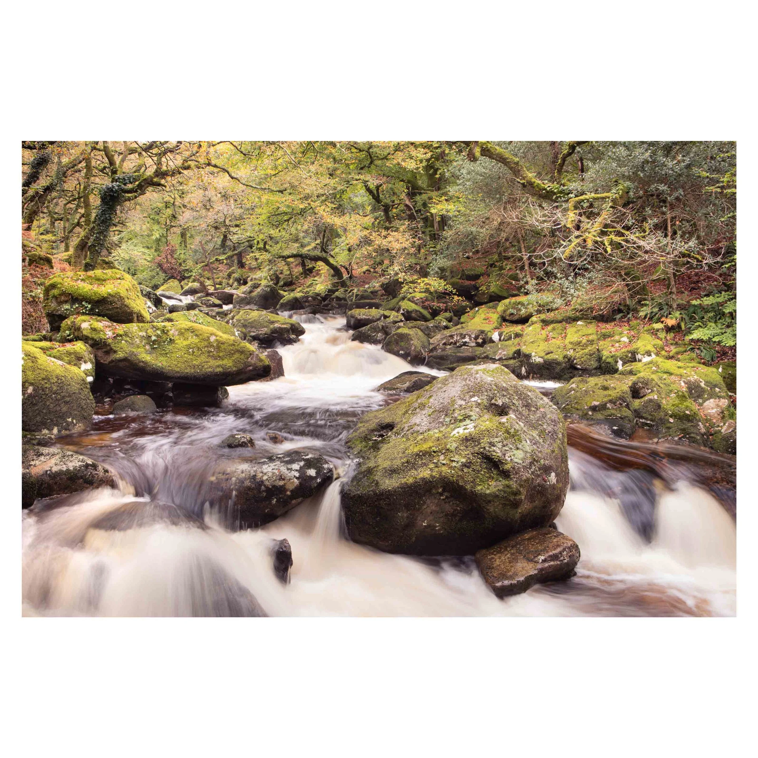 River Plym, Autumn 2025