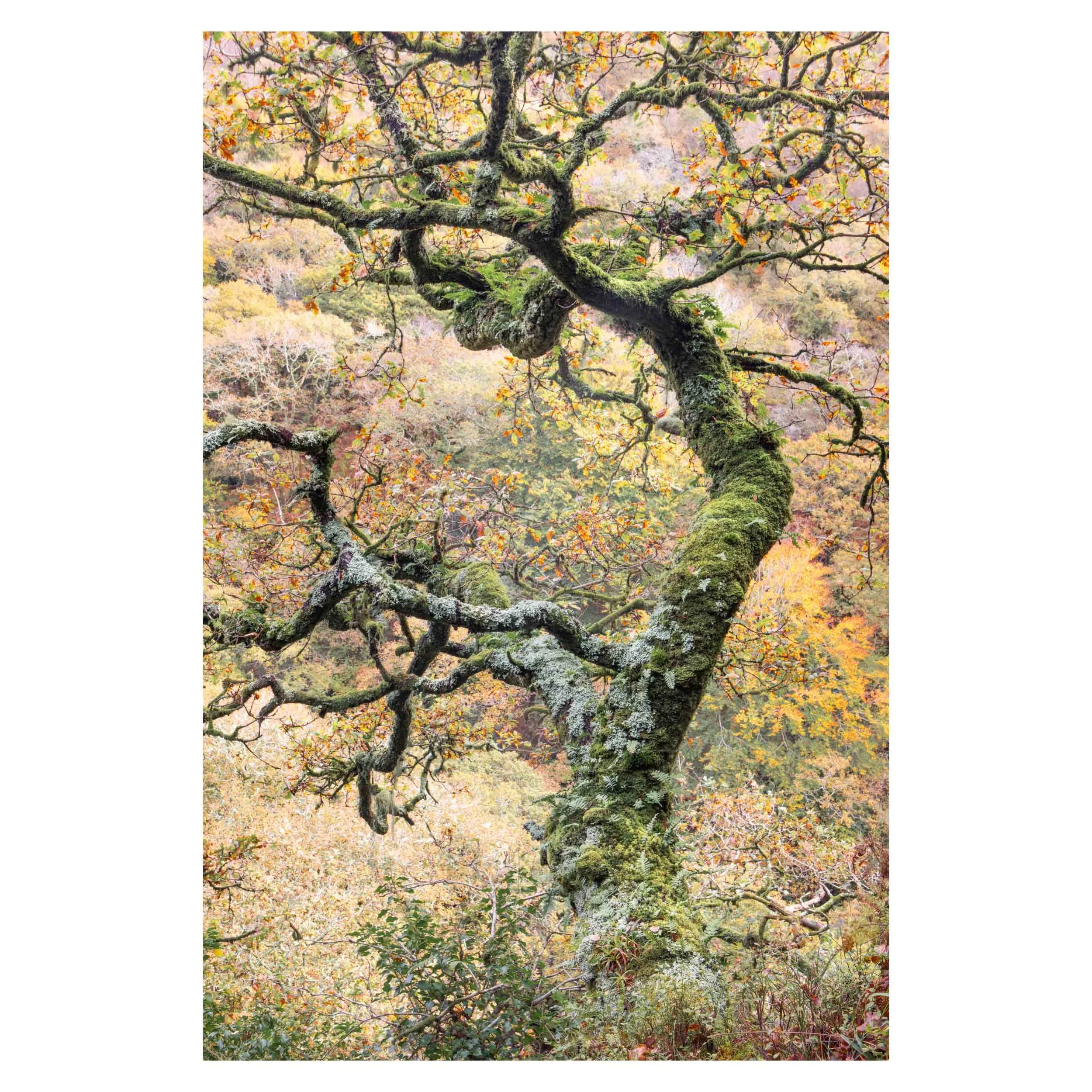 Dartmoor, Autumn 2025