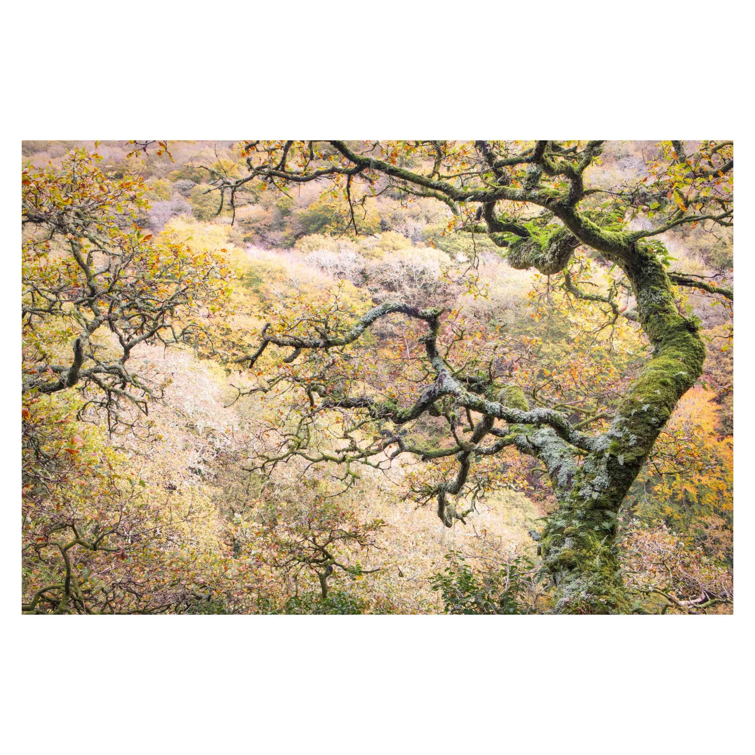 Dartmoor, Autumn 2025