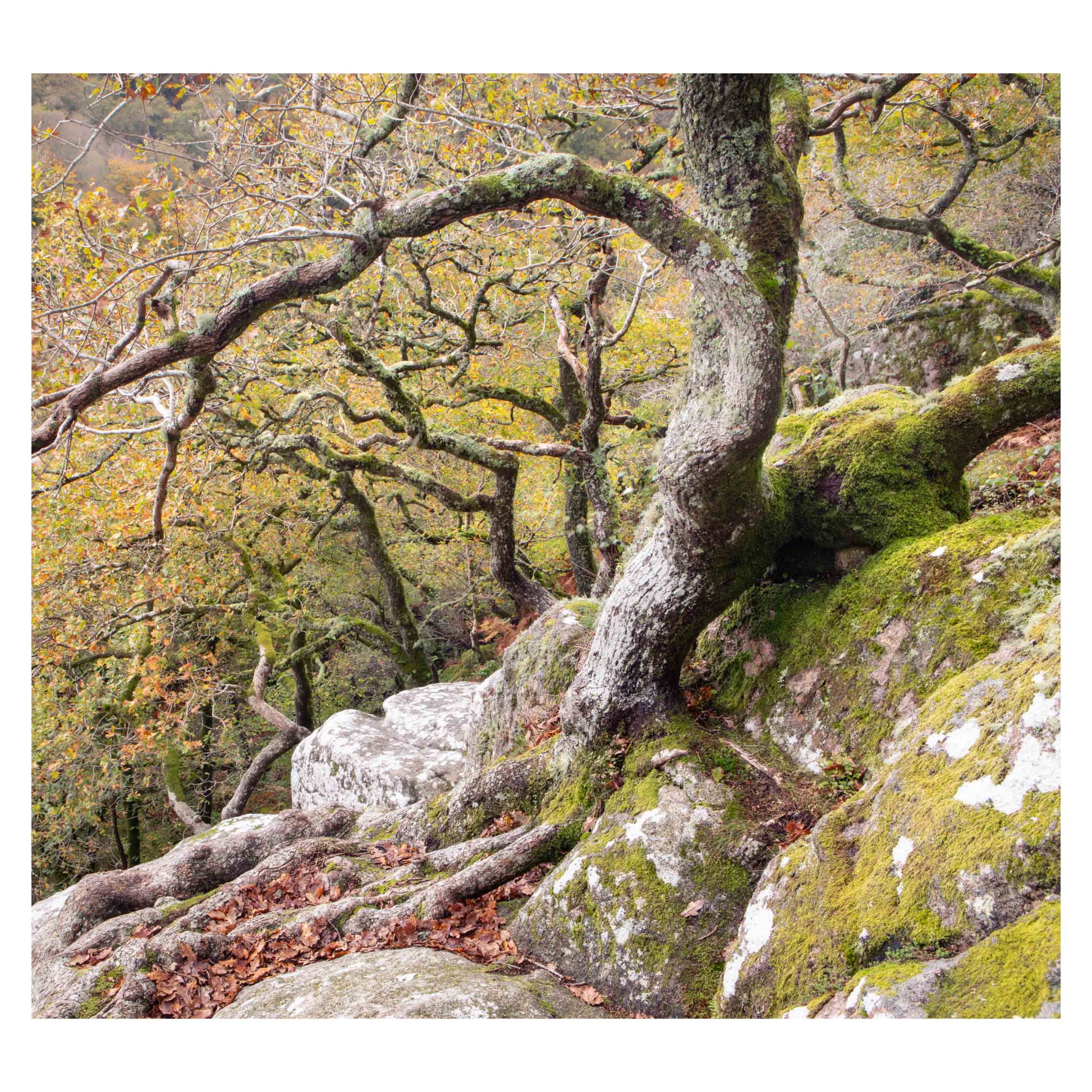 Dartmoor, Autumn 2025